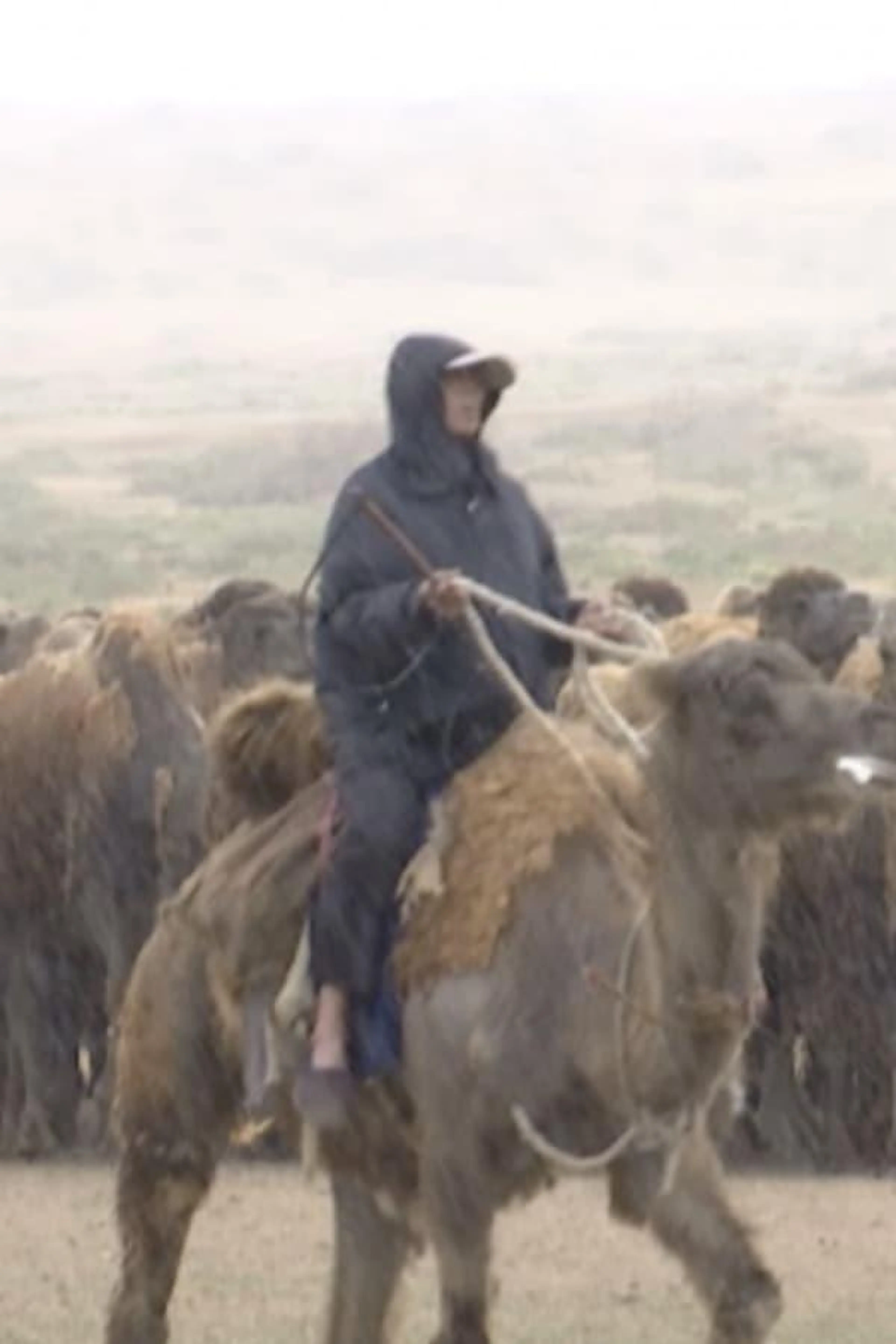 The Disappearing Camel Caravan