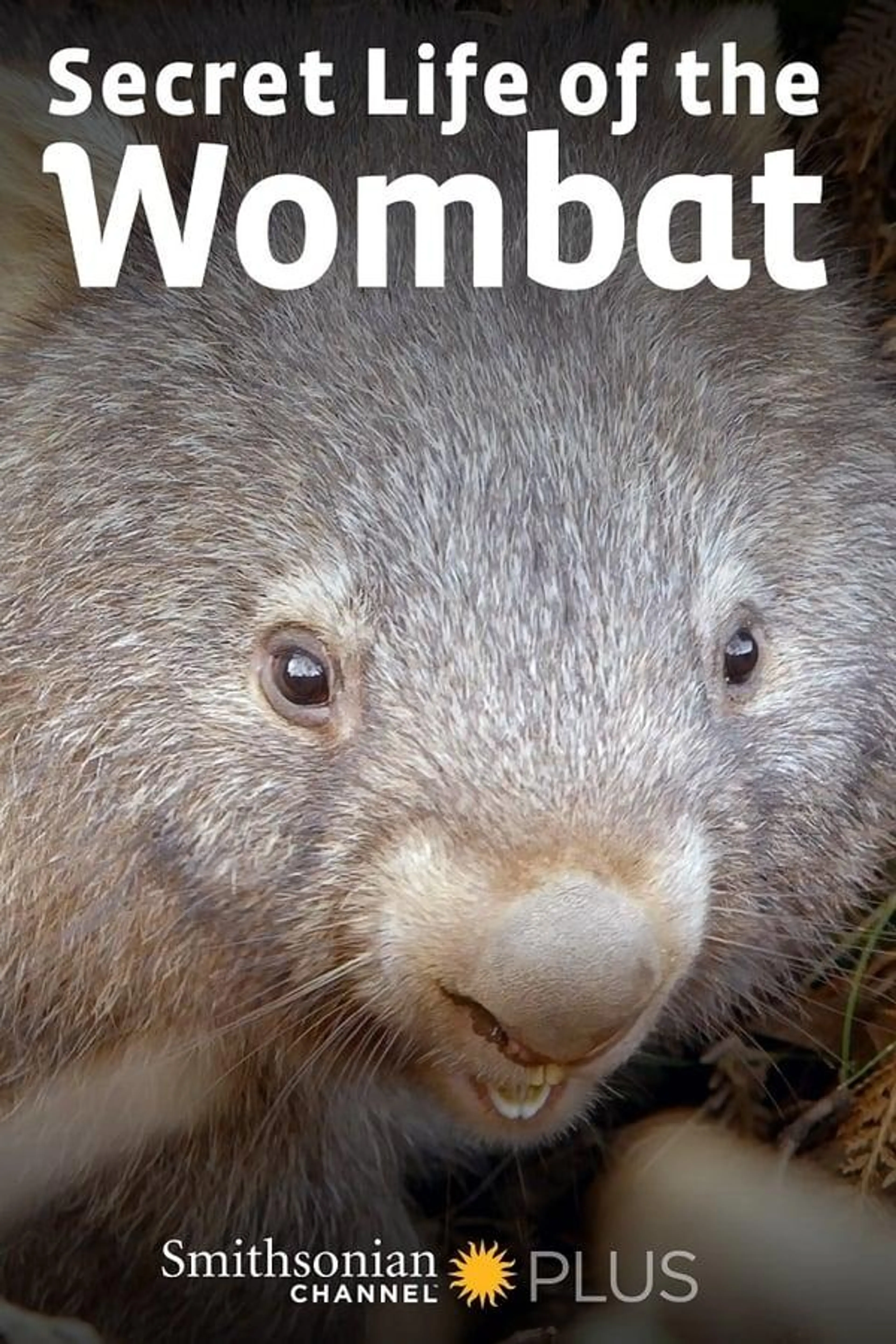 Secret Life of the Wombat Season 1
