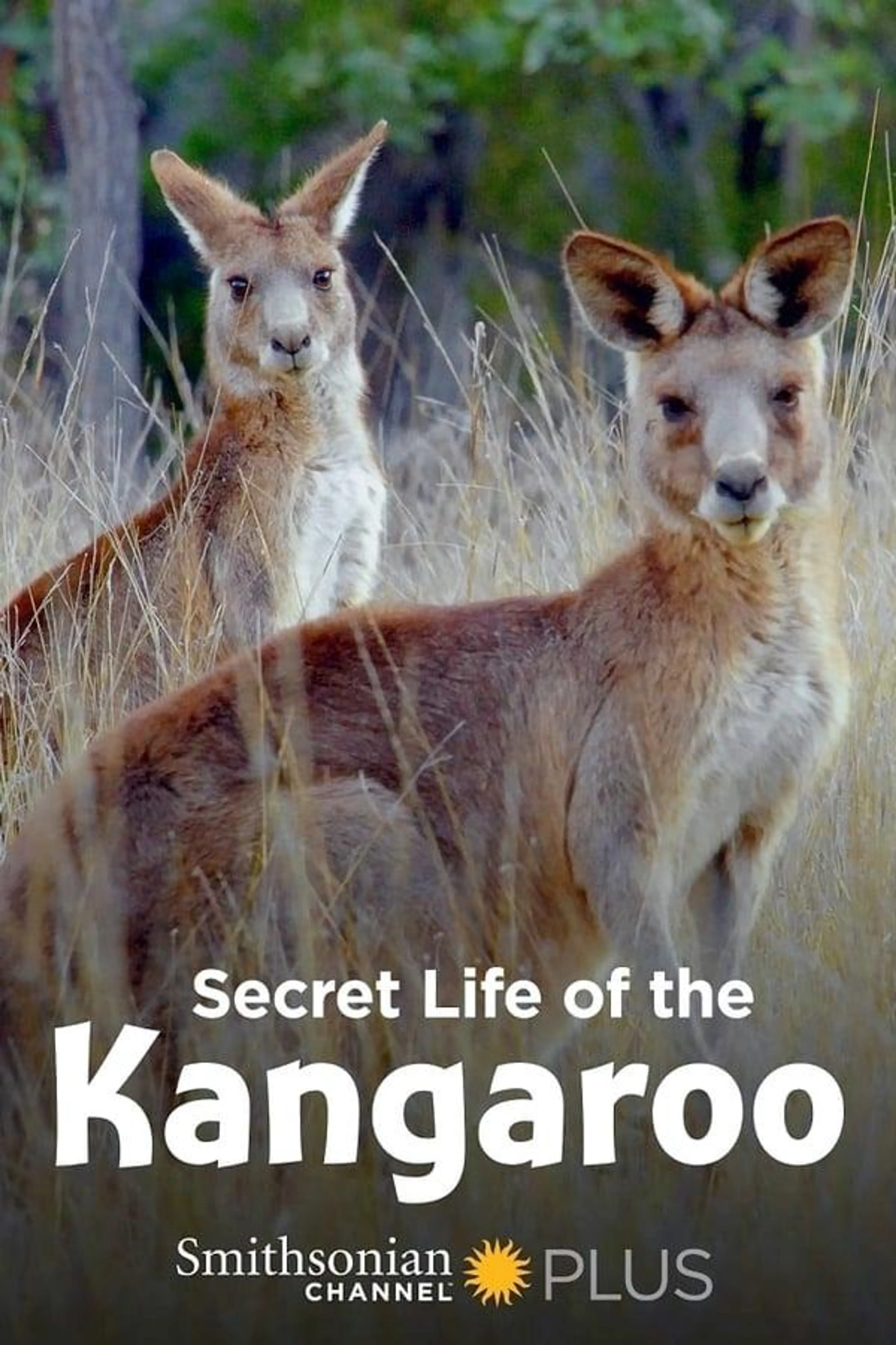 Secret Life of the Kangaroo Season 1