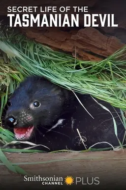 Secret Life Of The Tasmanian Devil Season 1