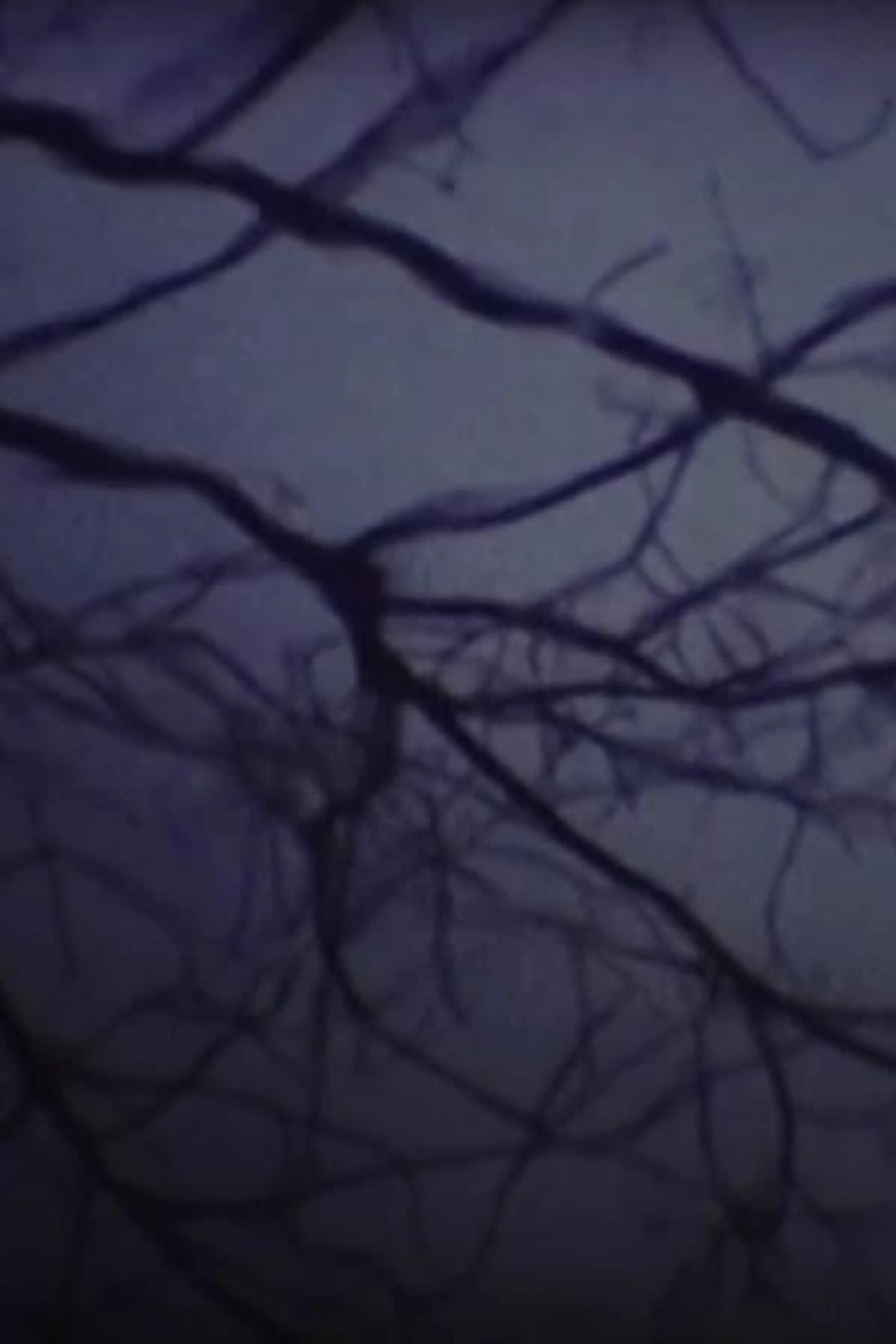 The Luminous Undergrowth