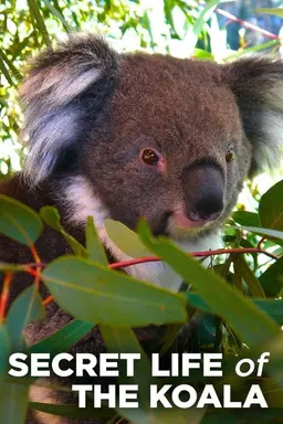 Secret Life of the Koala Season 1
