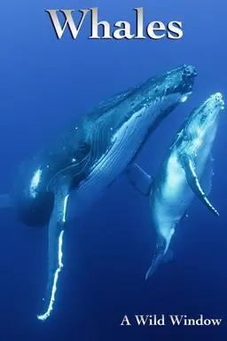 Wild Window: Whales