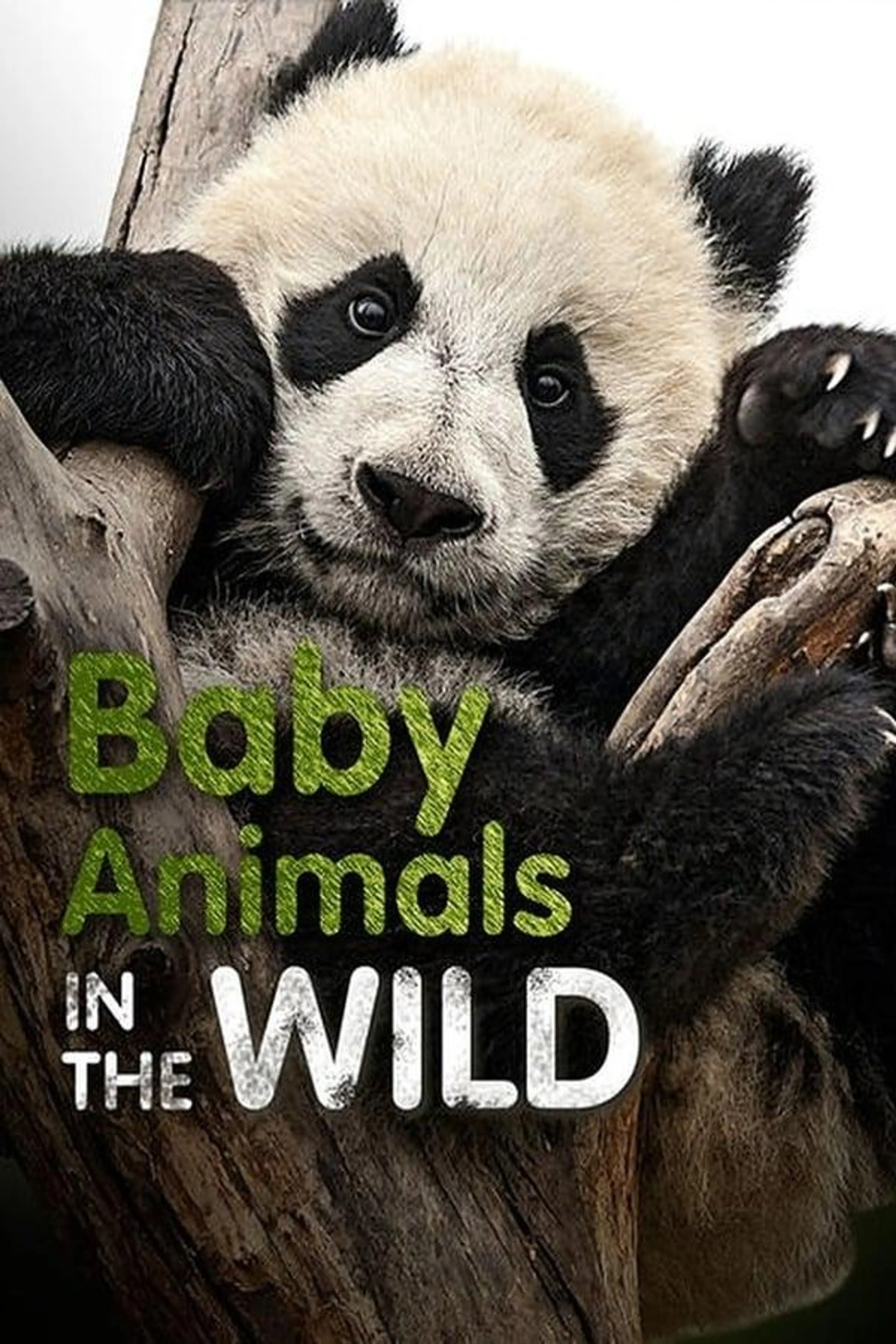 Baby Animals In The Wild Season 1
