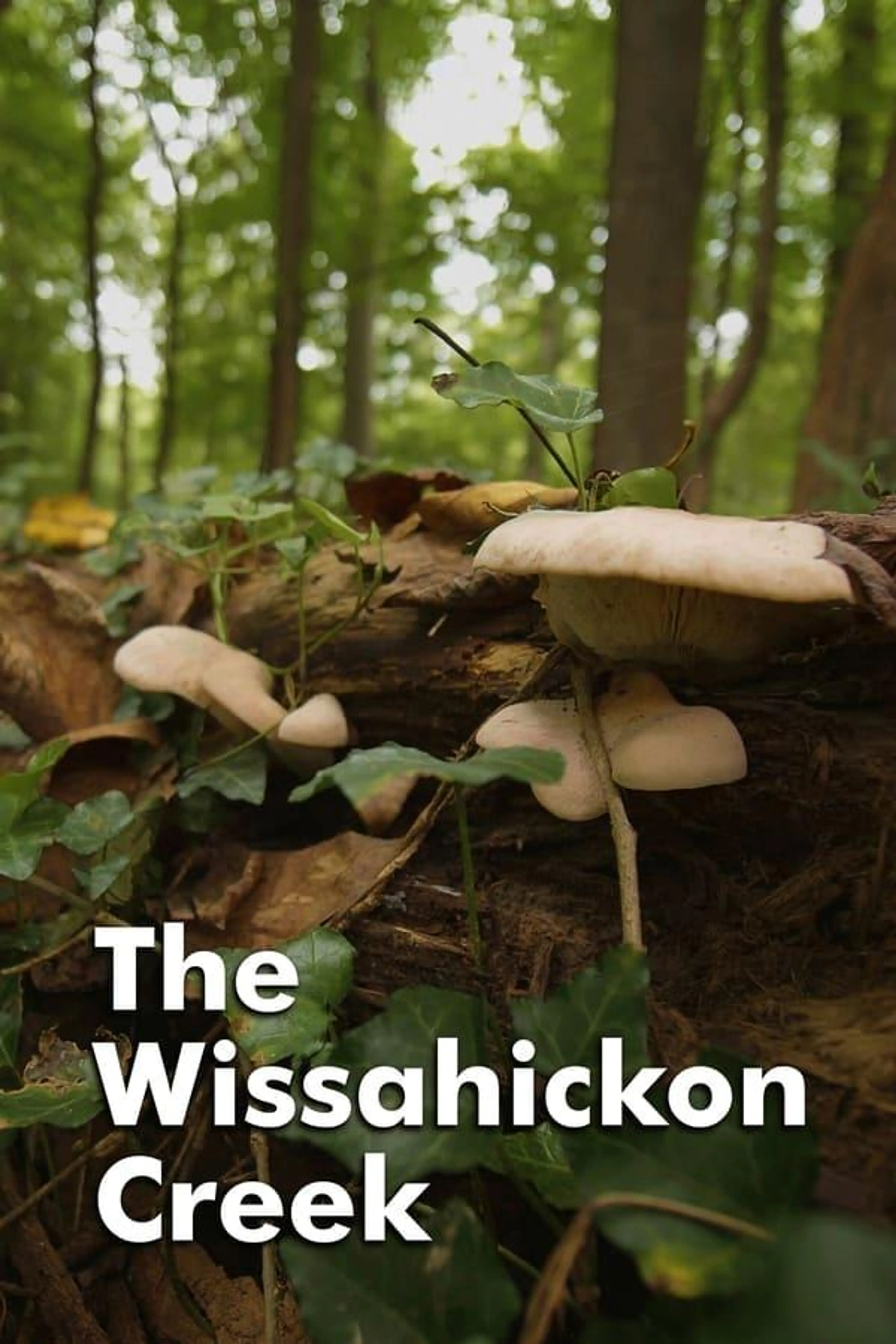 The Wissahickon Creek