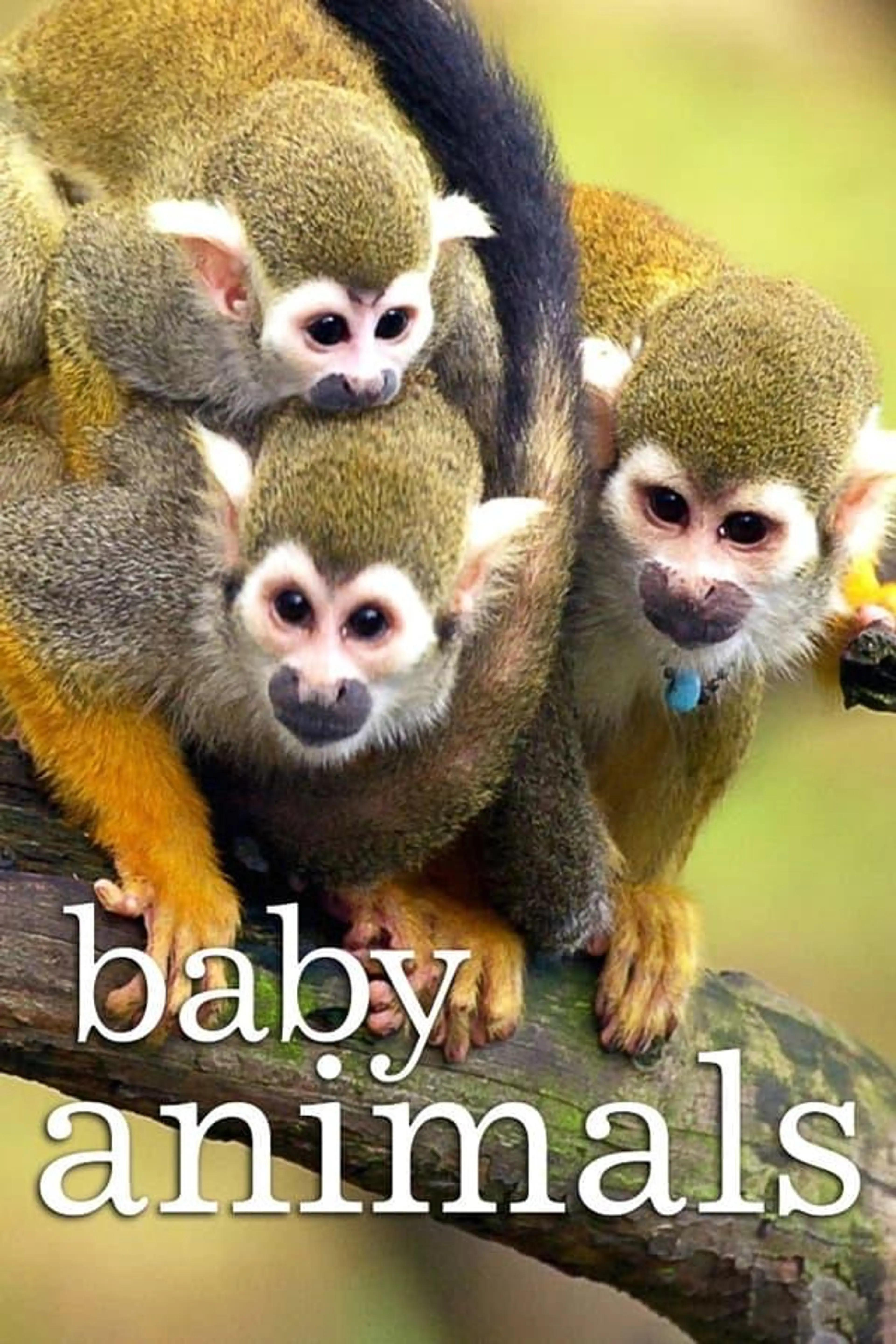 Baby Animals Season 2