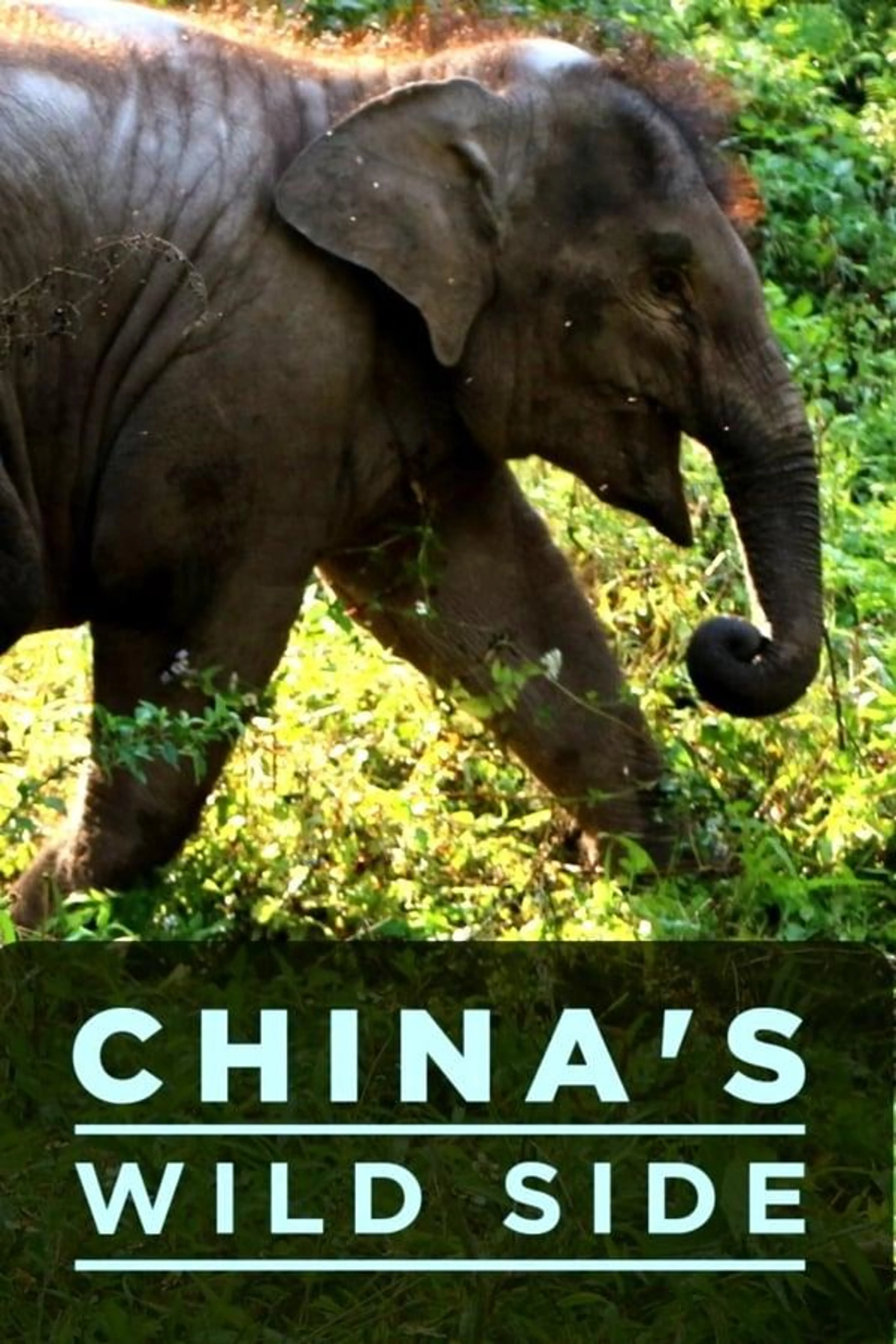 China's Wild Side Season 1
