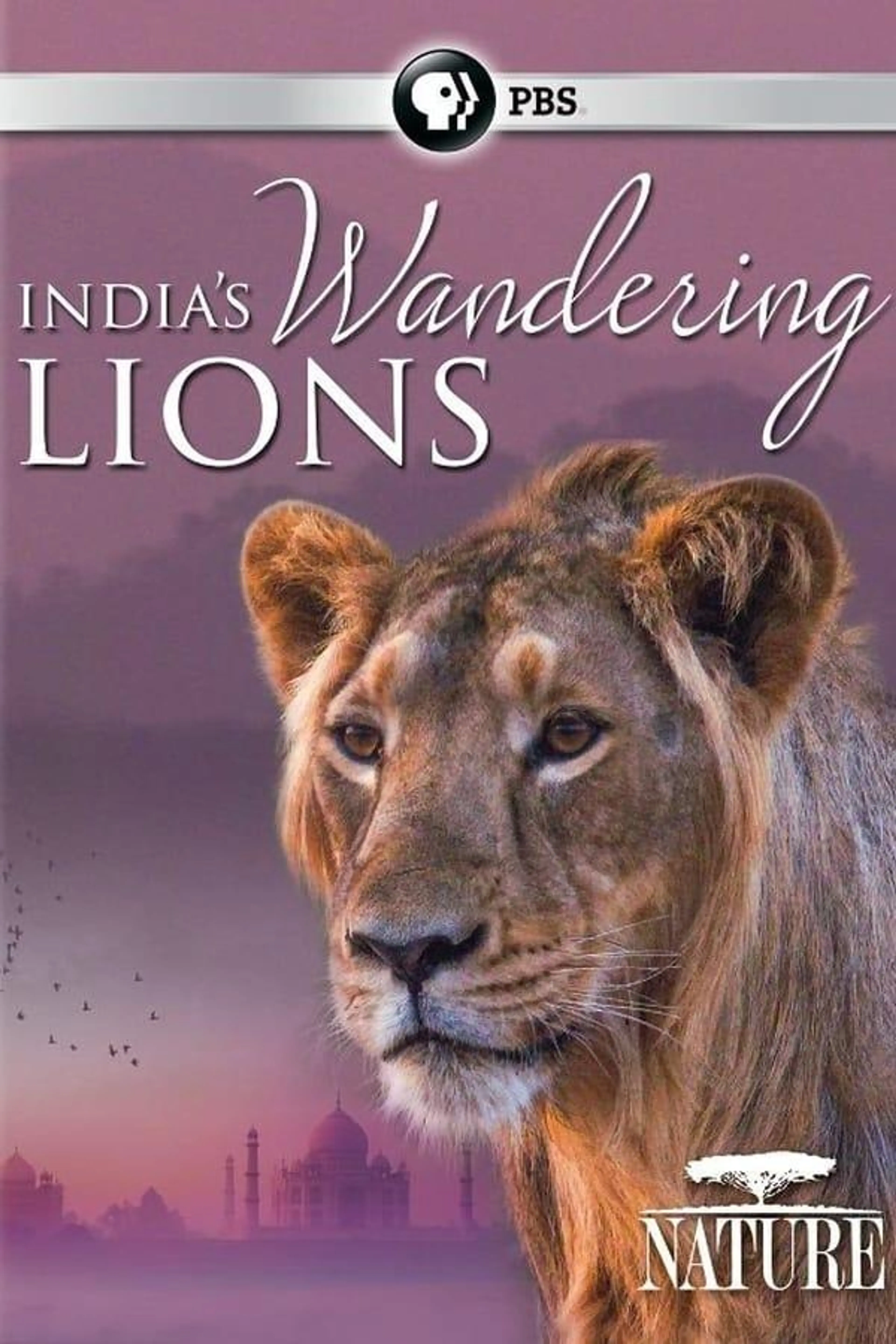 India's Wandering Lions
