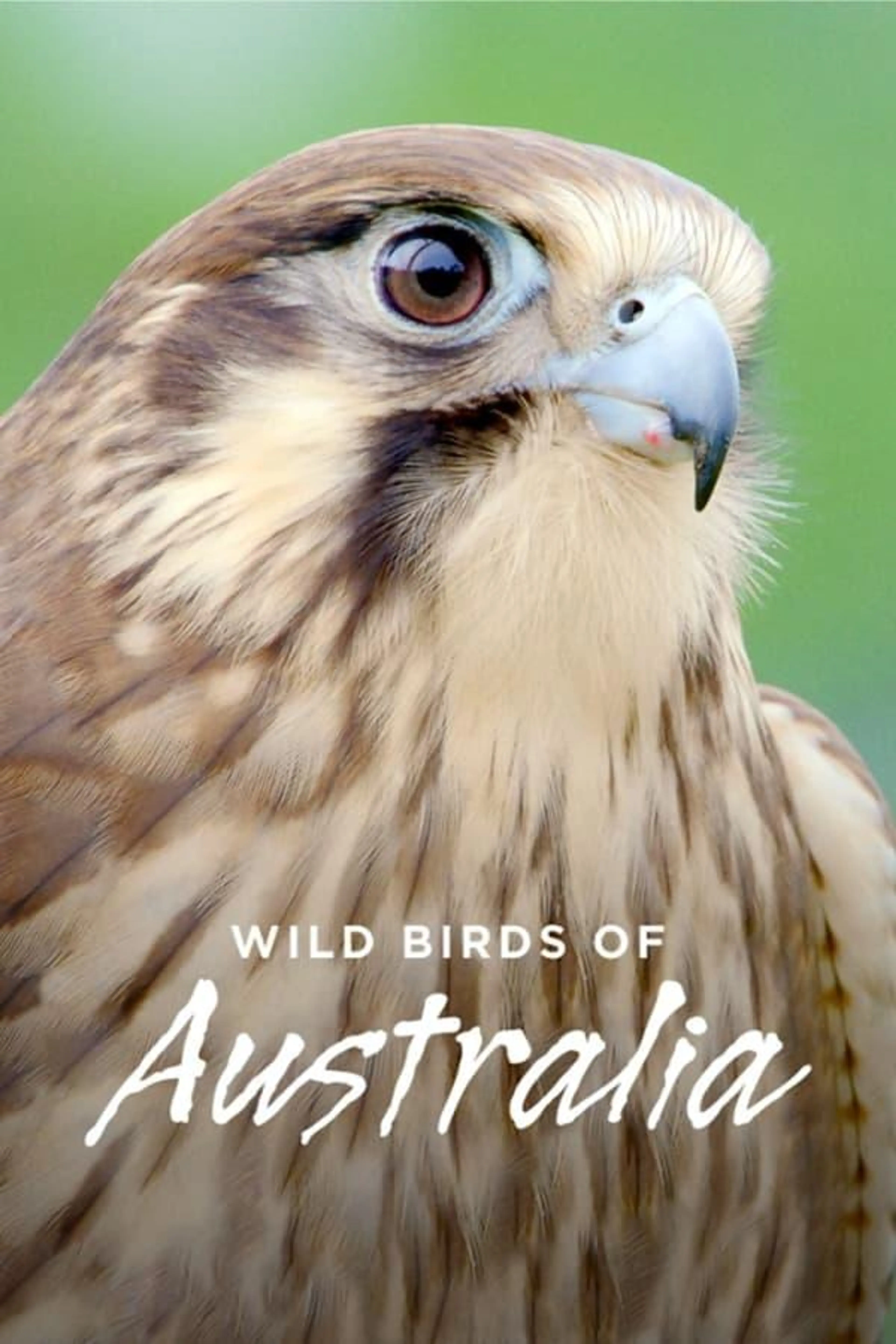 Wild Birds of Australia Season 1