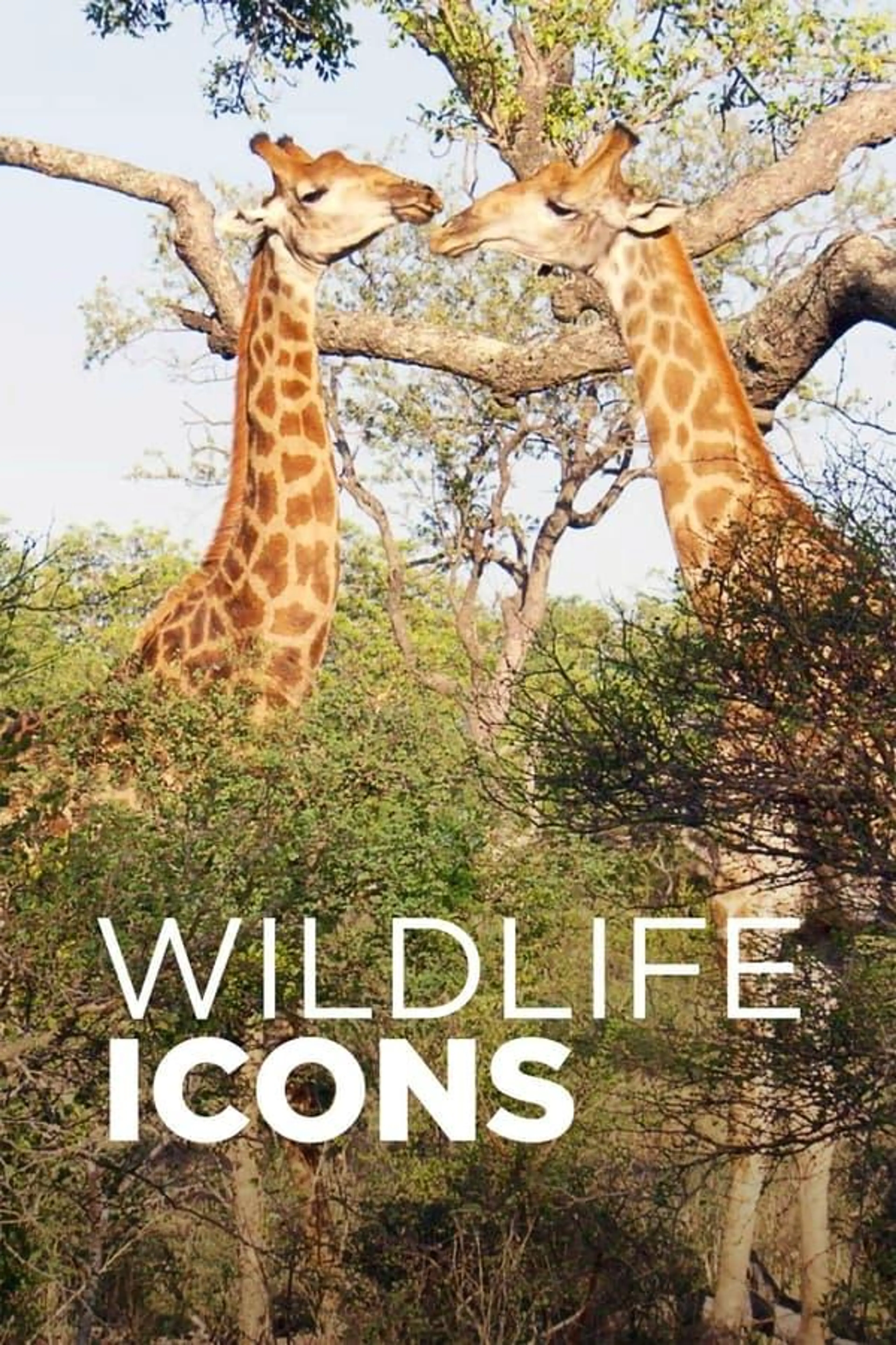Wildlife Icons Season 2