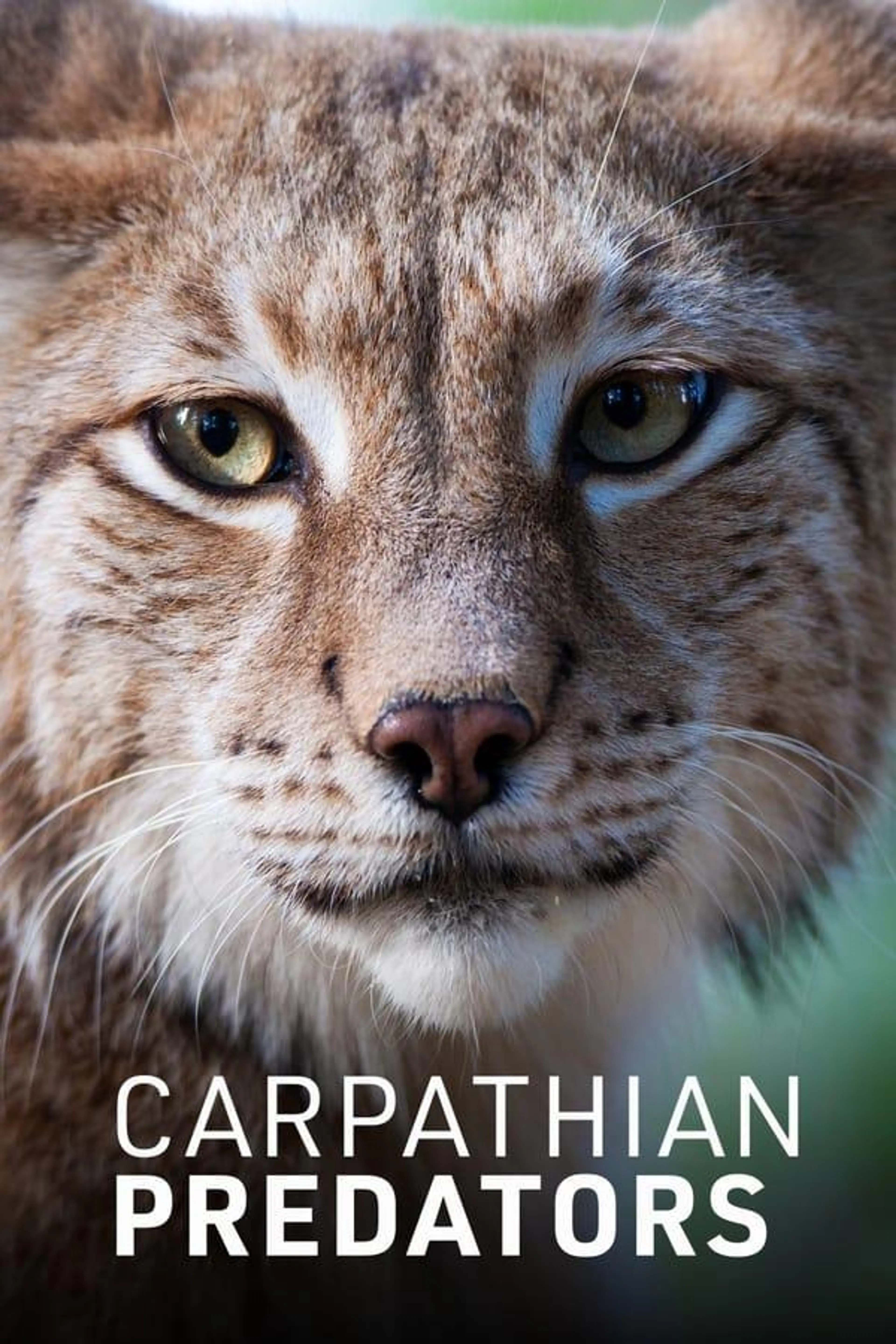 Carpathian Predators Season 1
