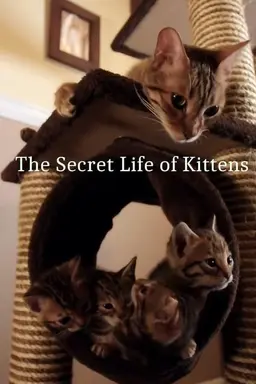 The Secret Life of Kittens Season 1