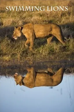 Swimming Lions