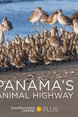 Panama's Animal Highway