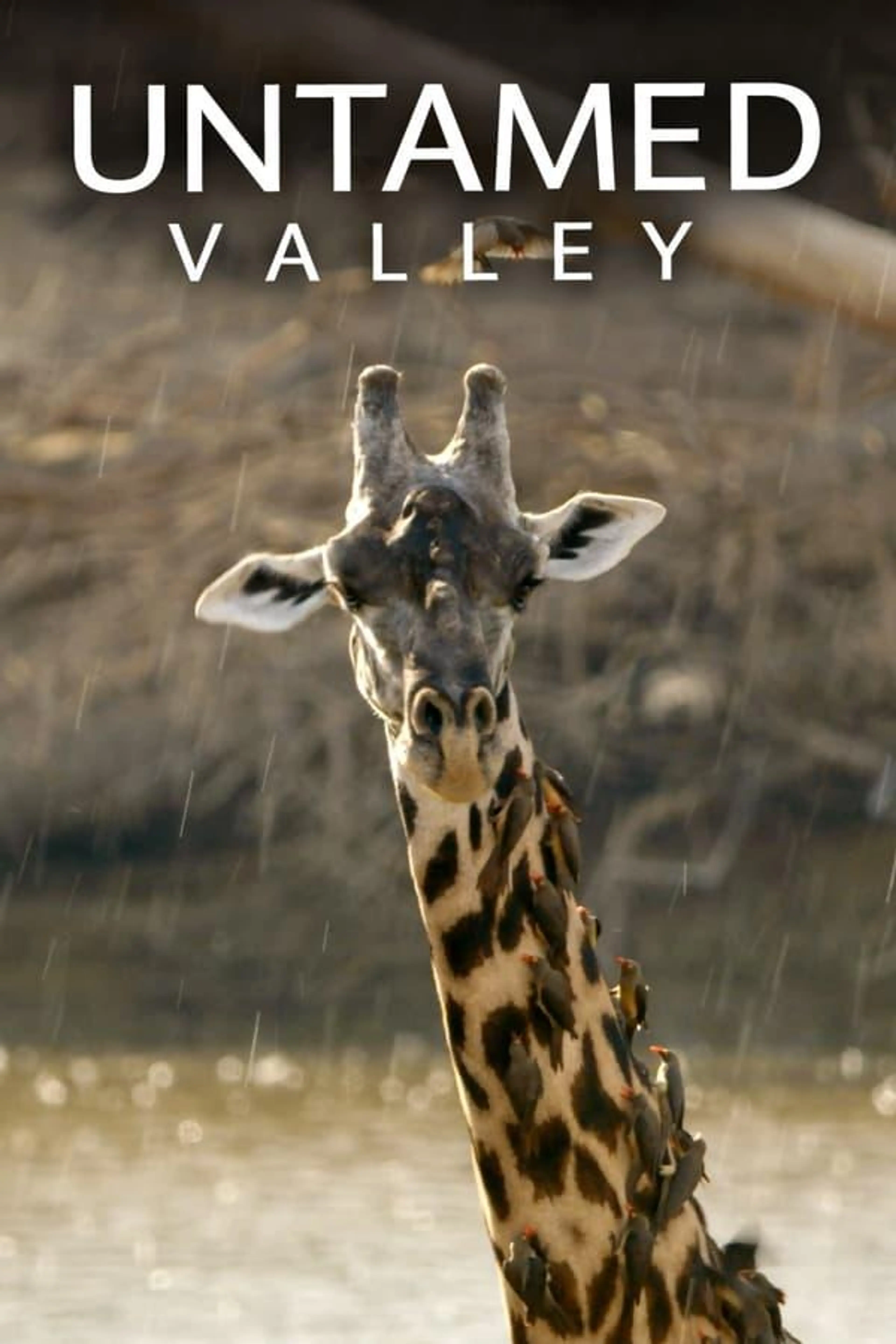 Untamed Valley Season 1