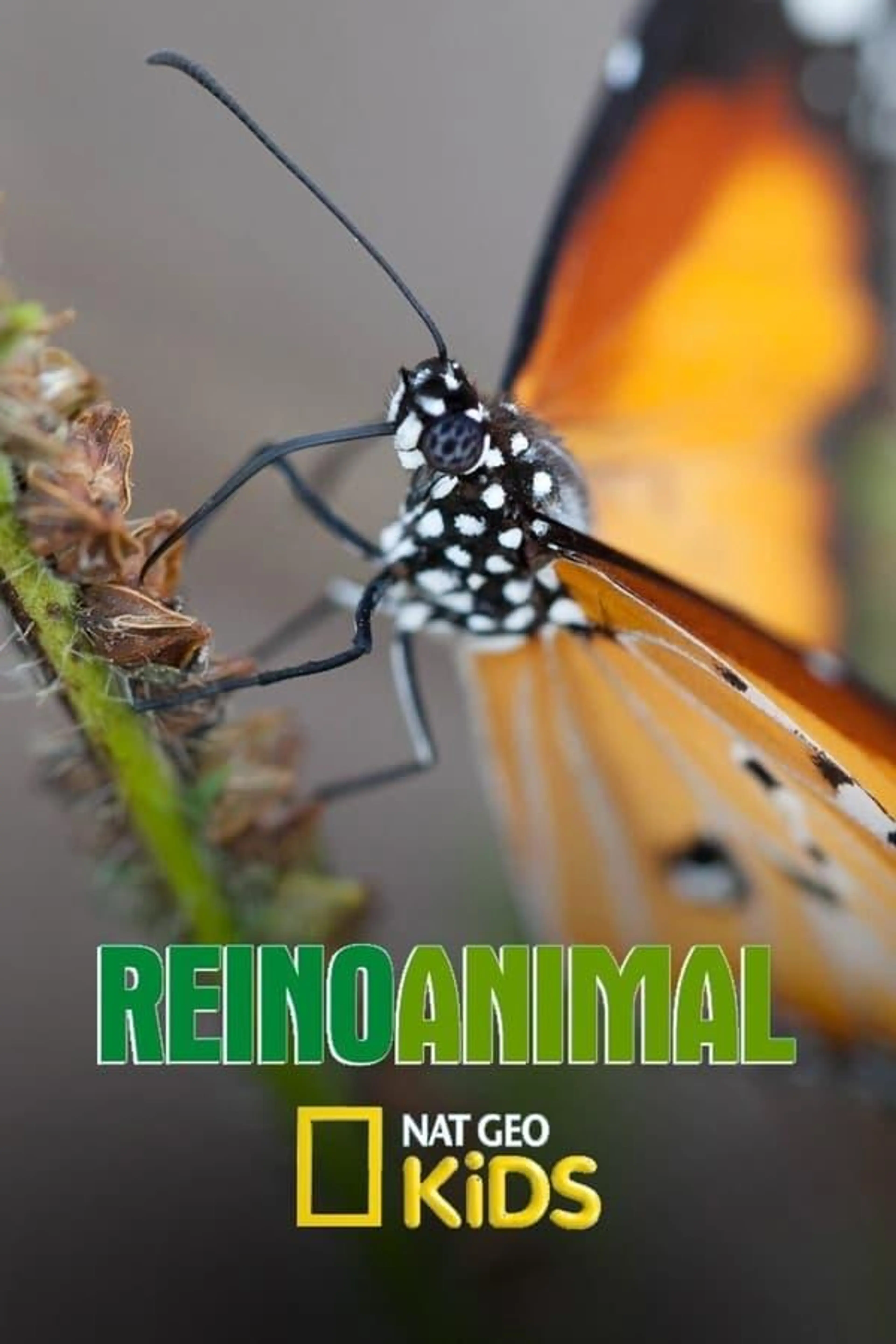 Reino Animal Season 1