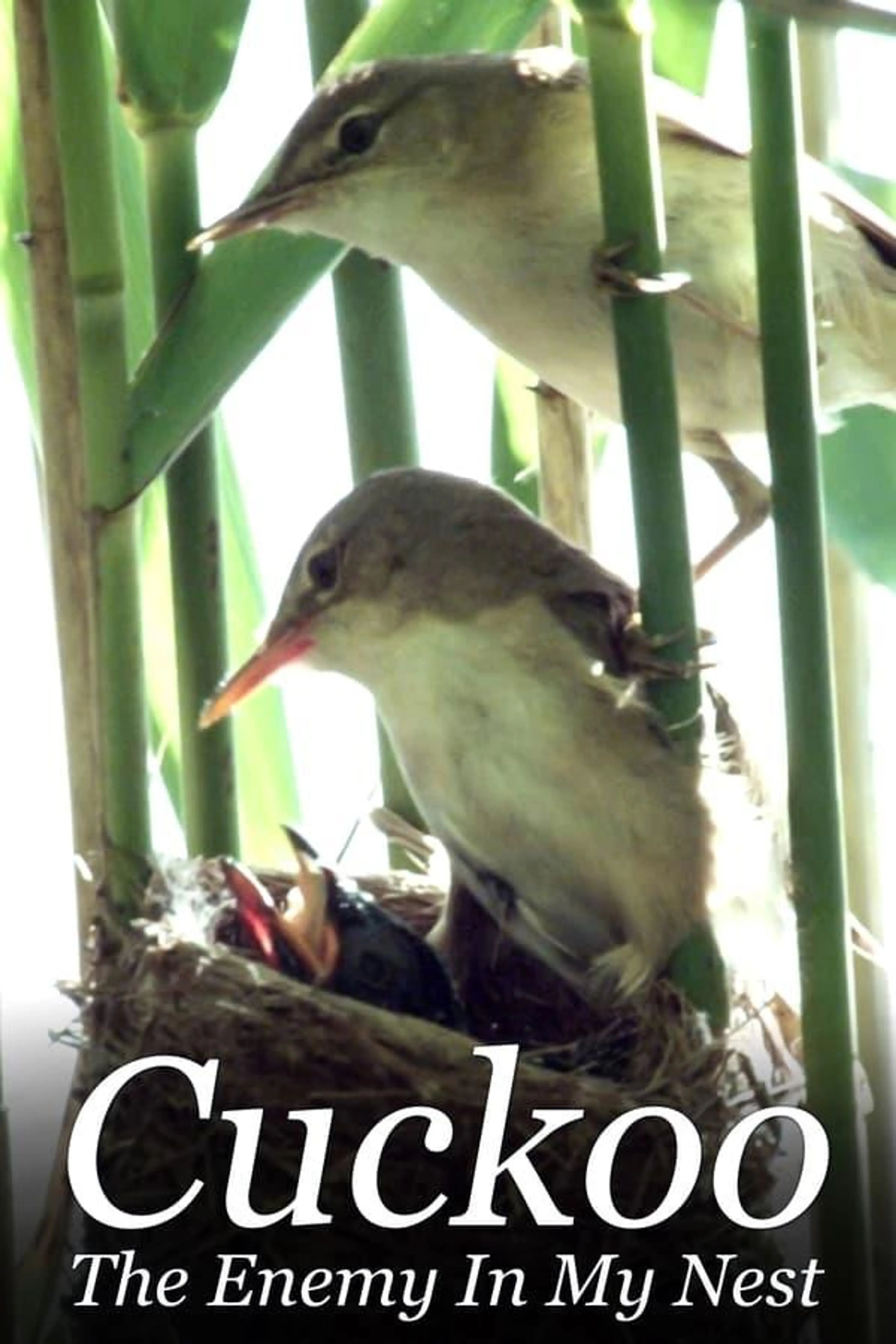 Cuckoo: The Enemy In My Nest