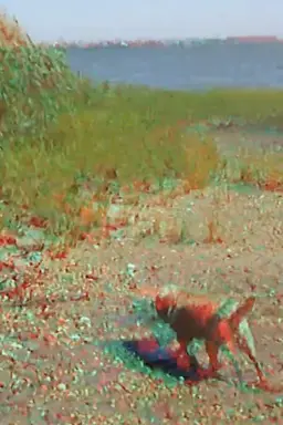 Batchellor’s Dog and Beach