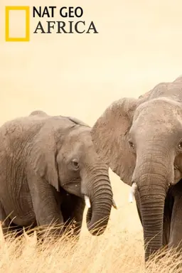 Africa Specials