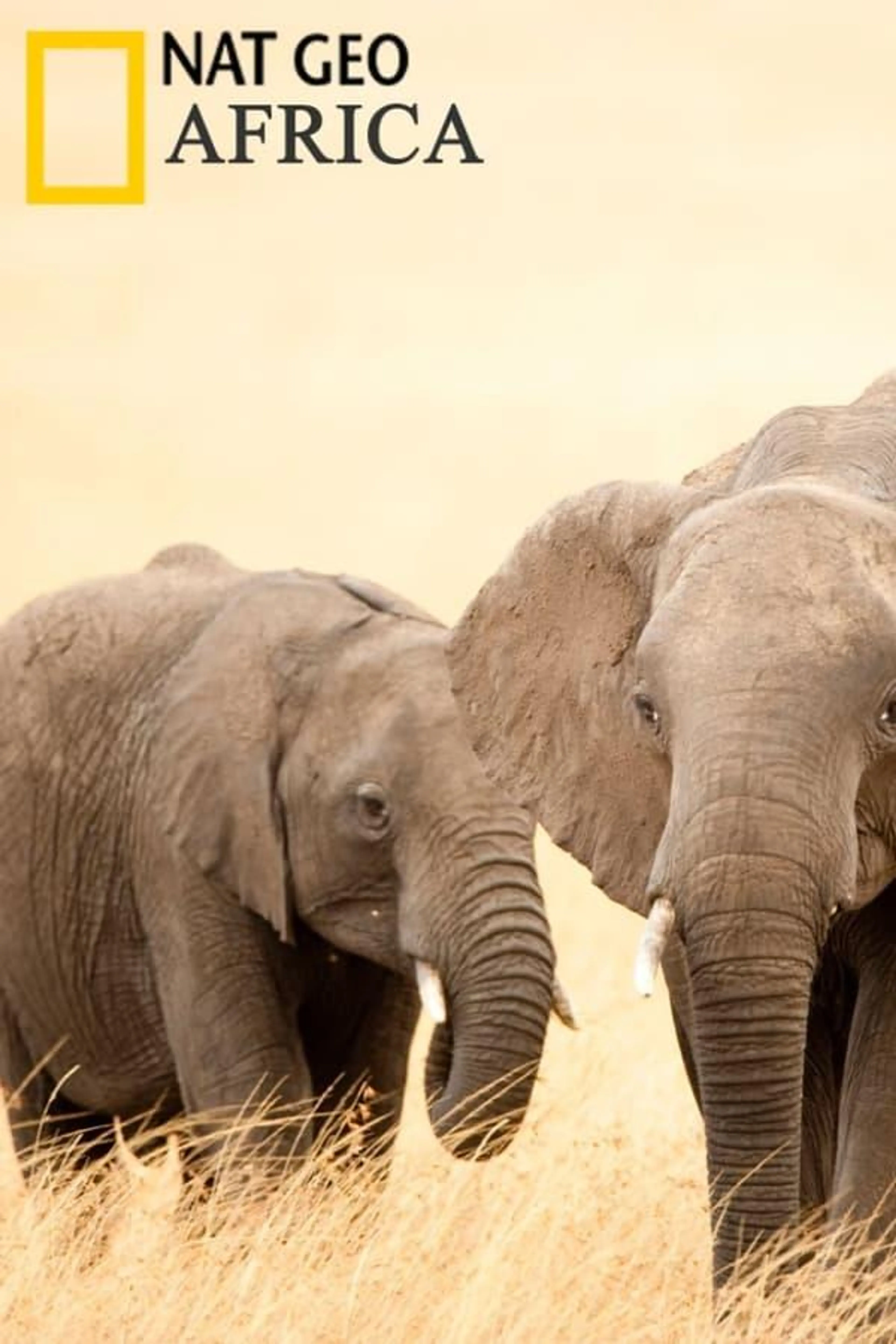 Africa Specials