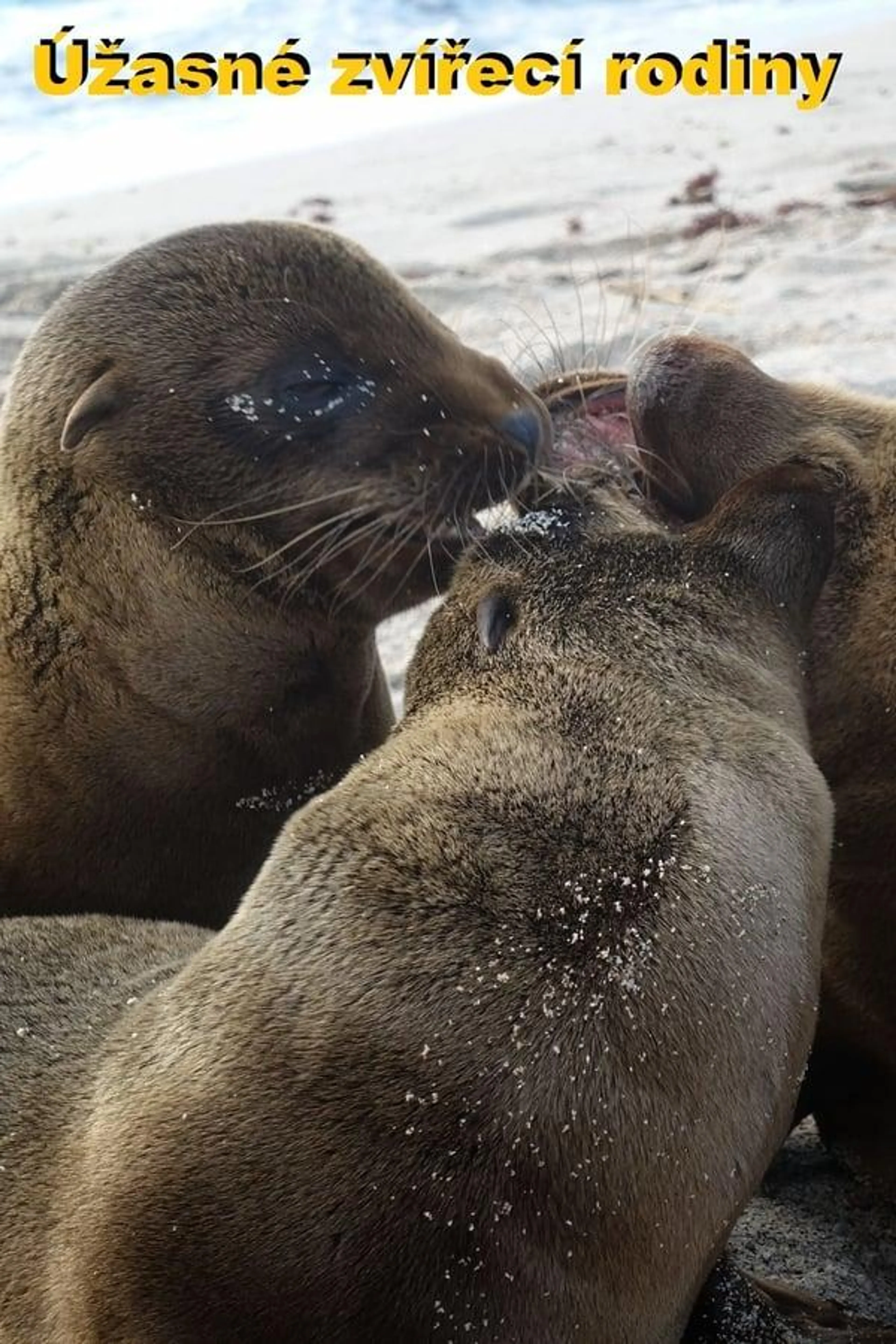 Amazing Animal Families Season 1