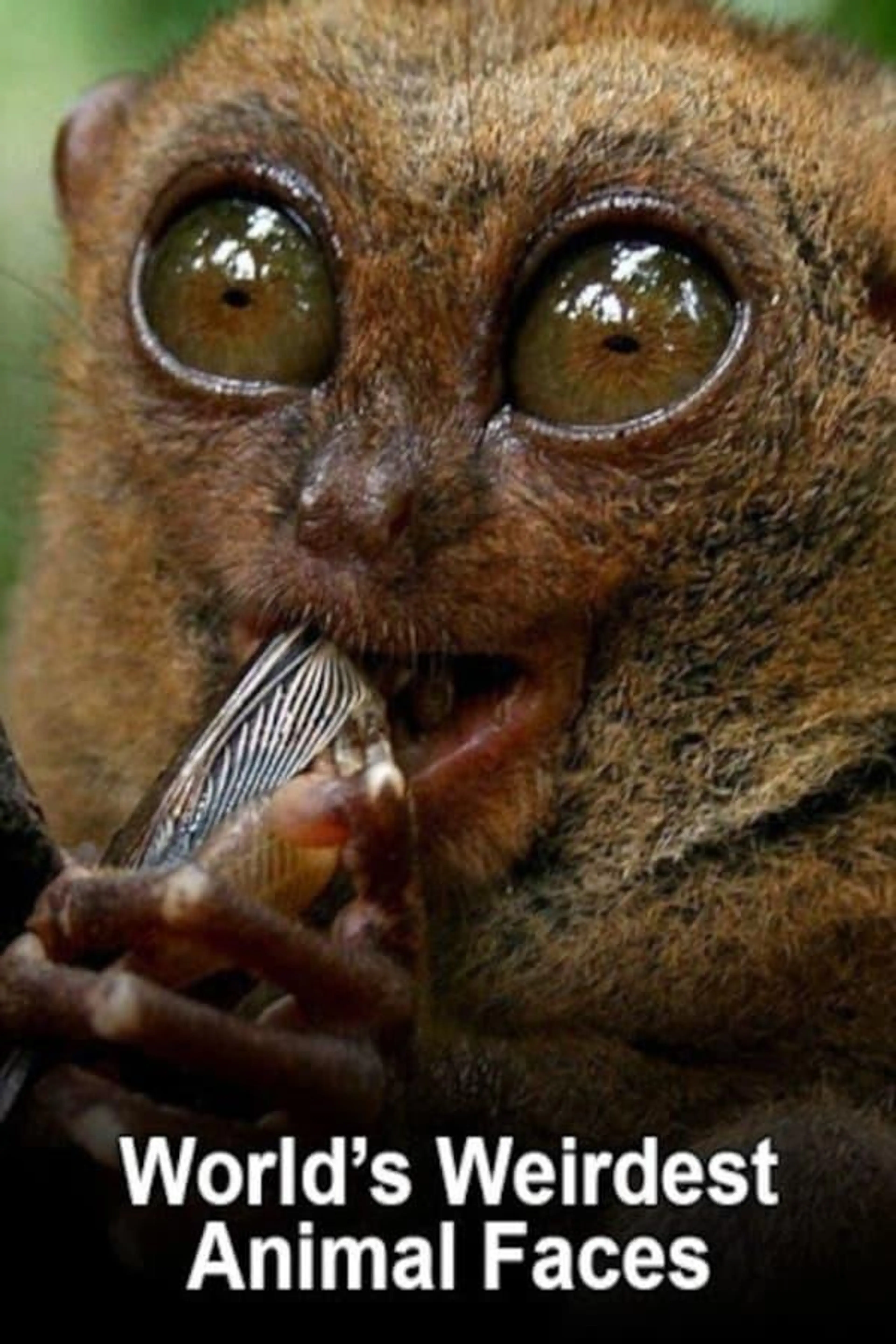 World's Weirdest Animal Faces Season 1