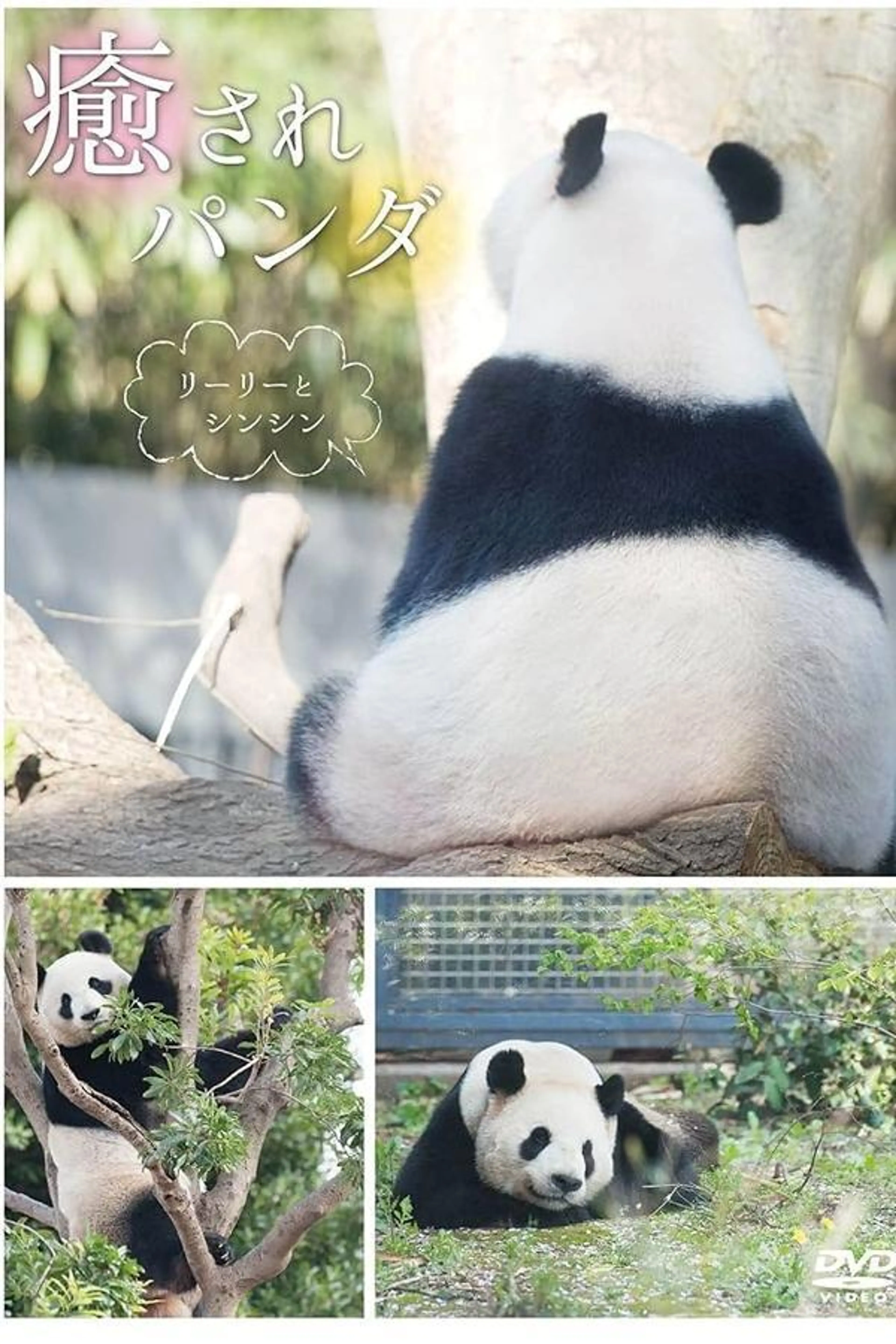 Healing Panda: Ri Ri and Shin Shin
