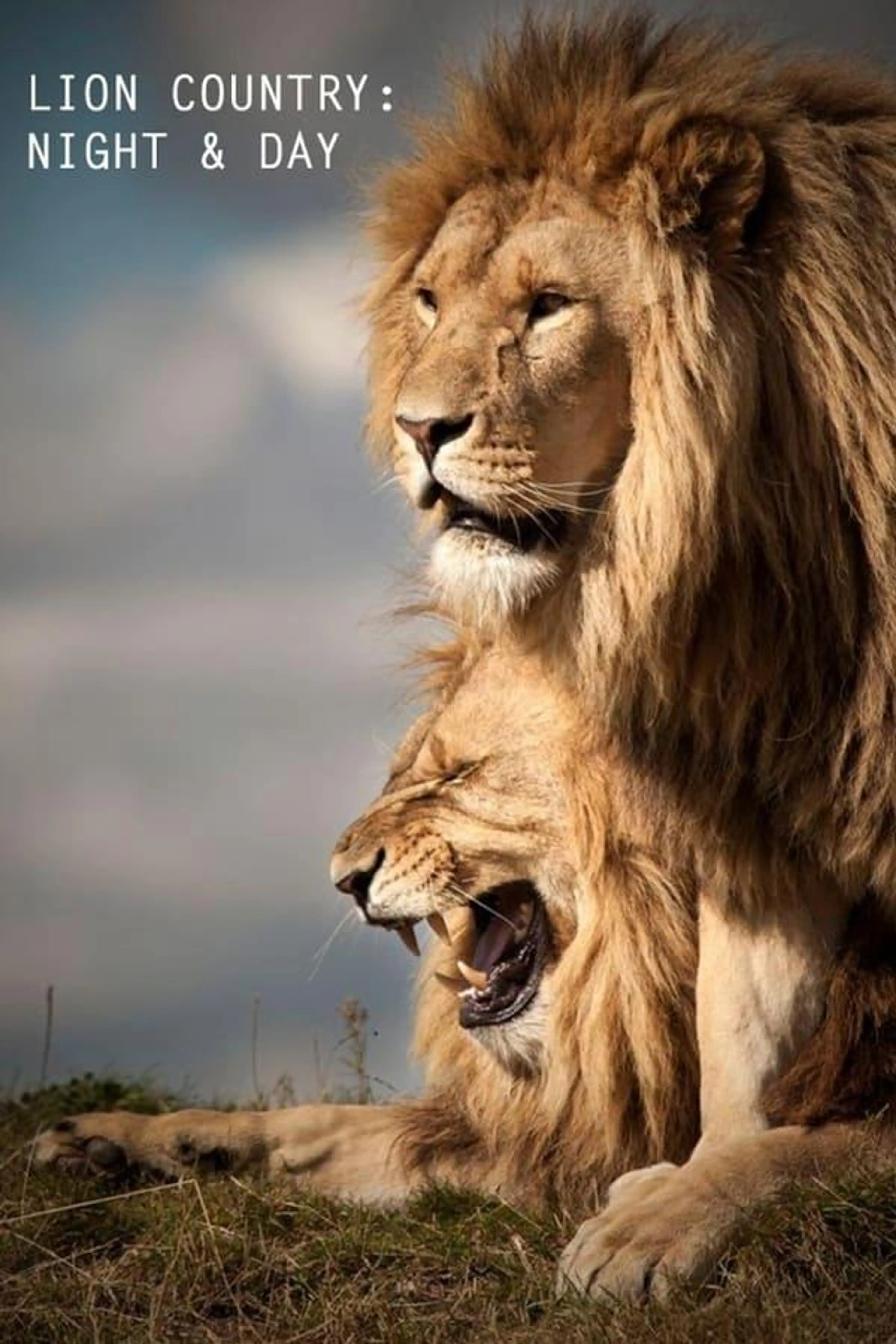 Lion Country: Night and Day Season 1