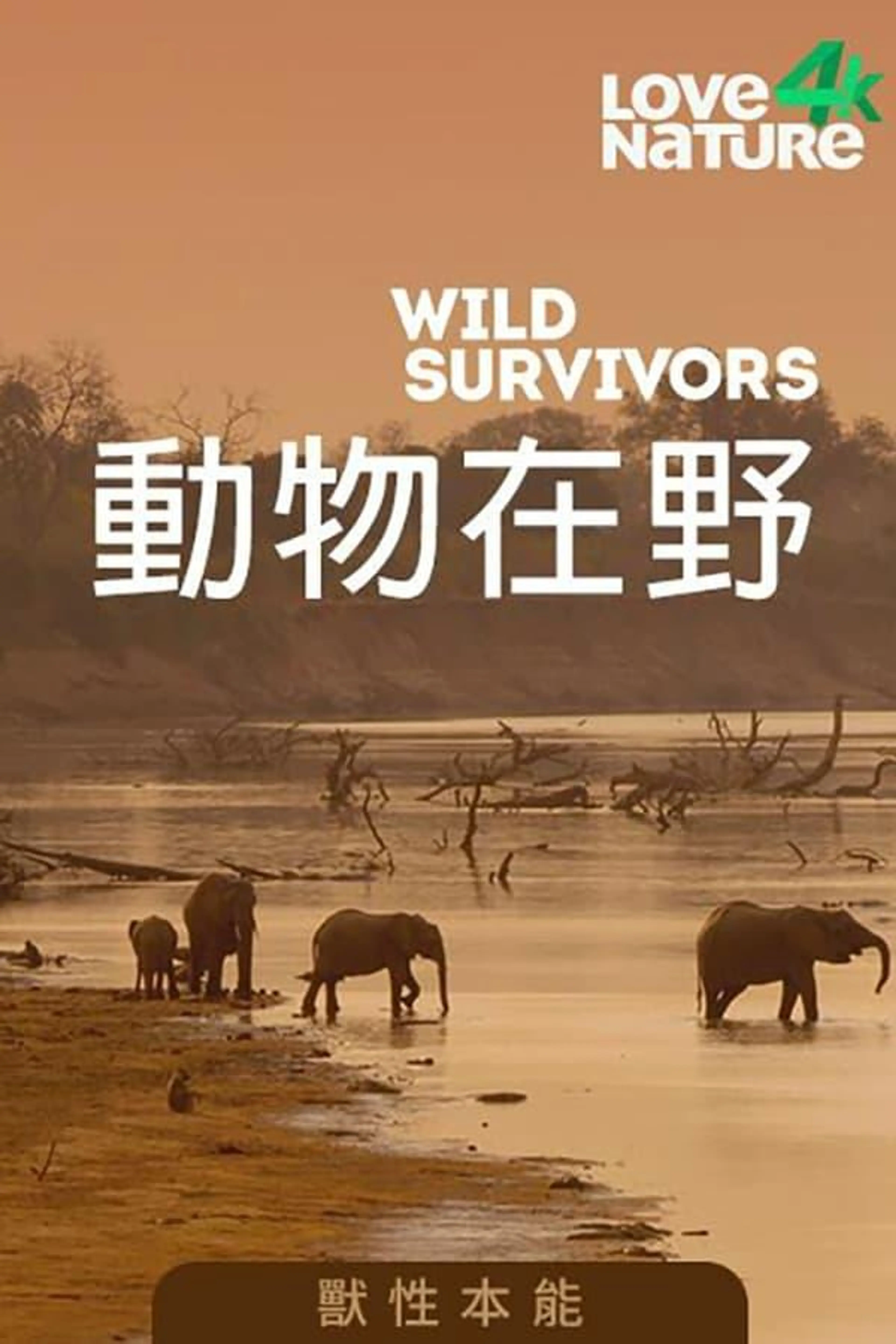 Animal Allure Season 1