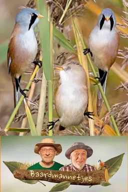 Baardmannetjes Season 3