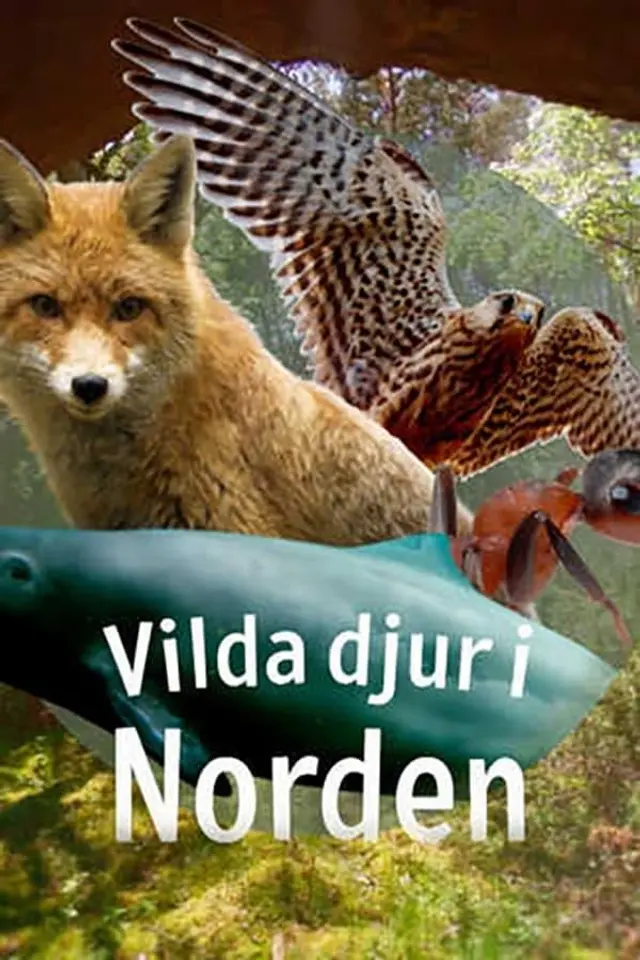 Vilda djur i Norden Season 1