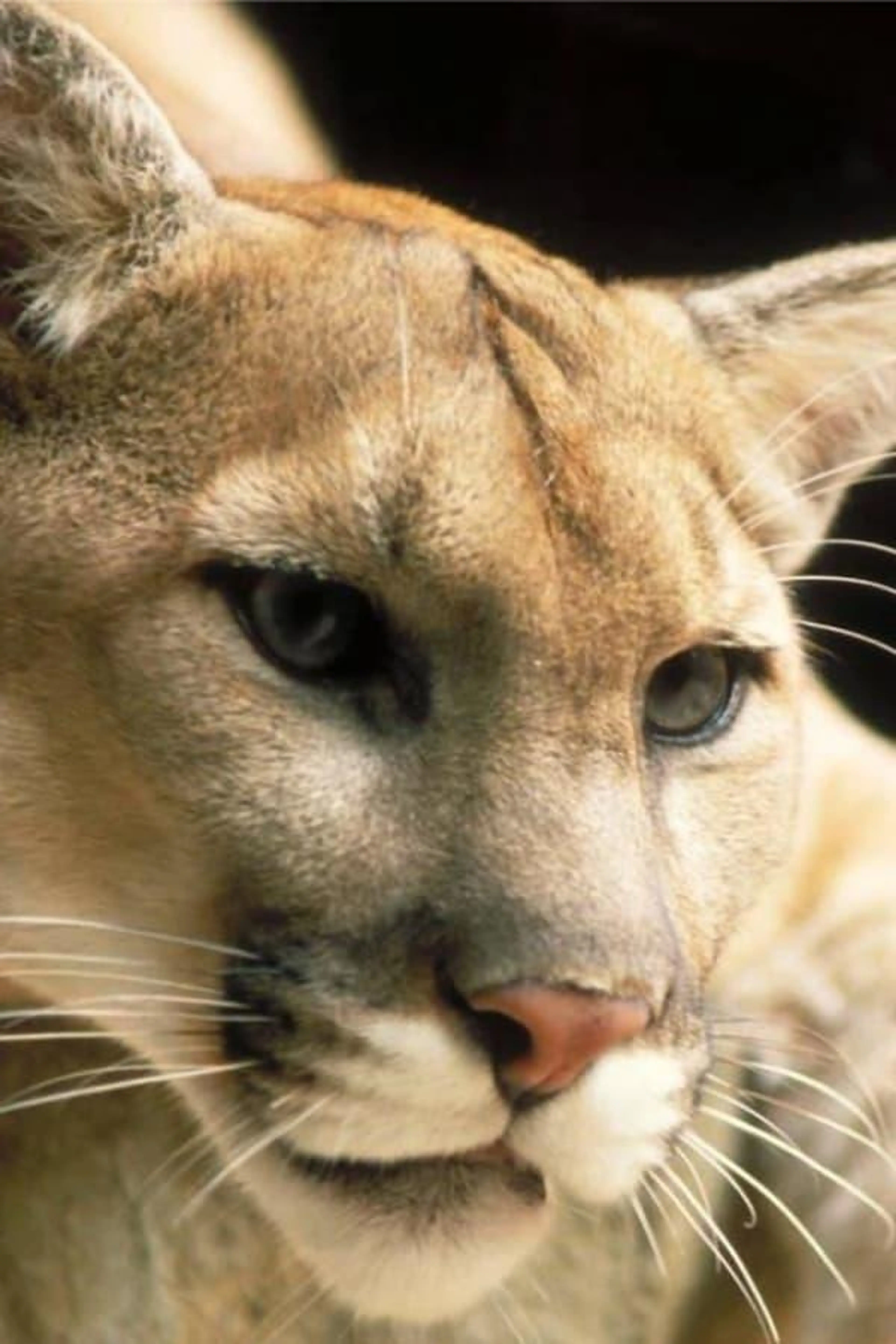 Hunter and Hunted Season 1