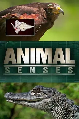 Animal Senses Season 1