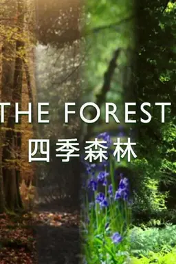 The Forest Season 1
