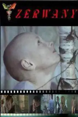 Torn