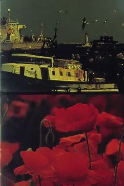 Poppies and Sailboats