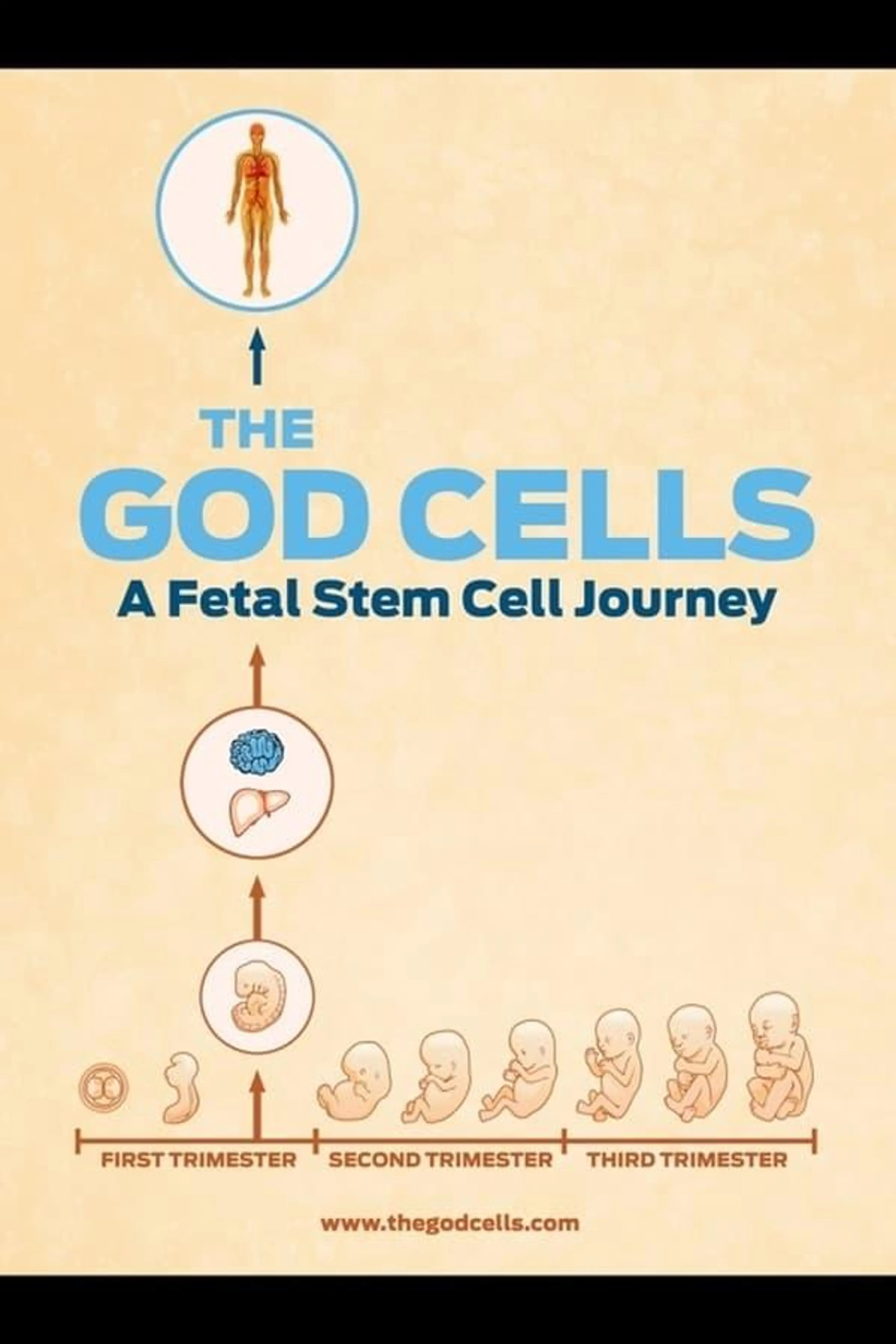 The God Cells