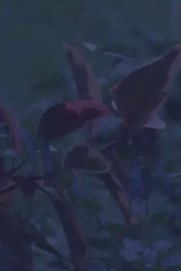 come wishes be horses