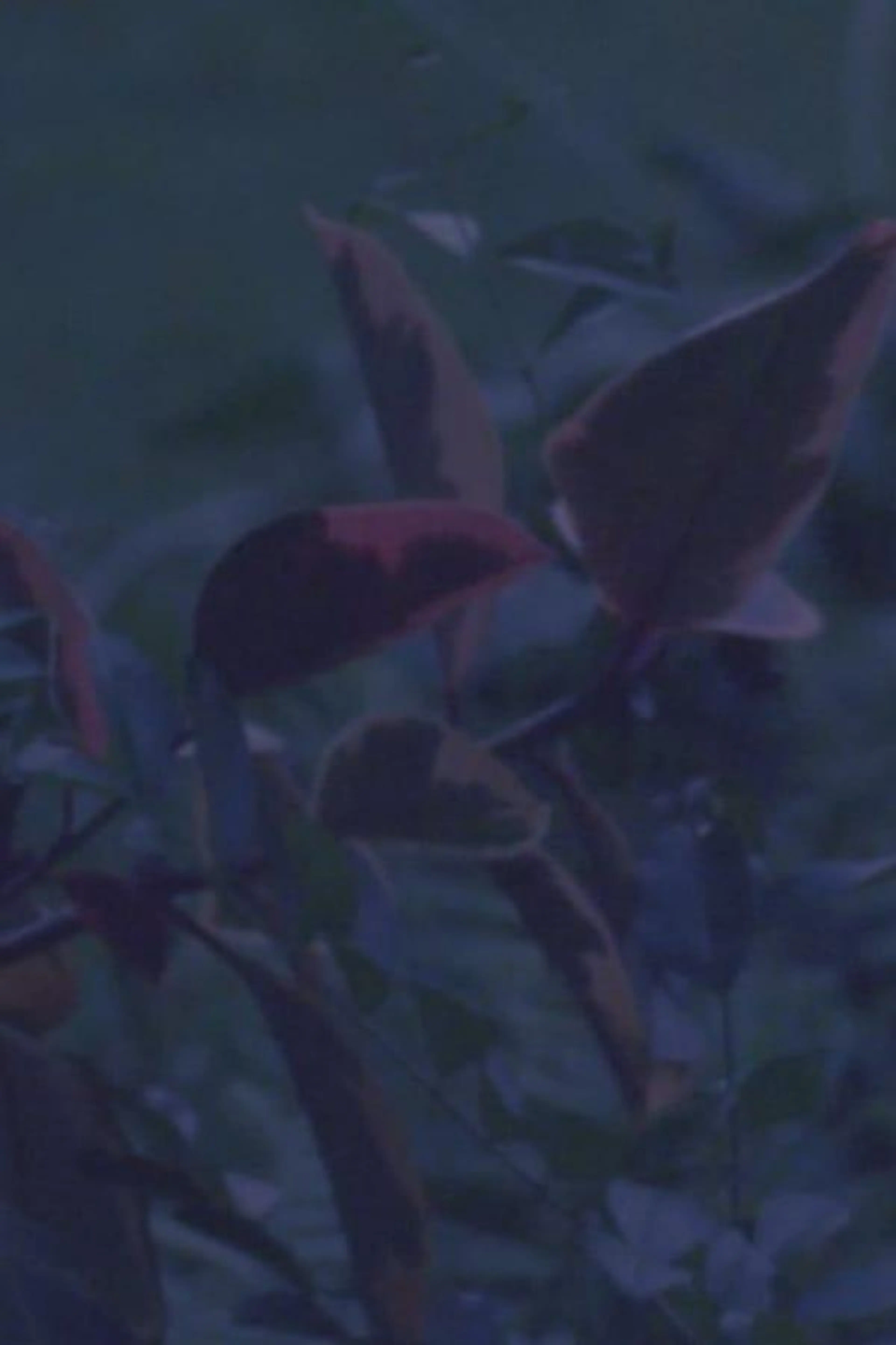 come wishes be horses