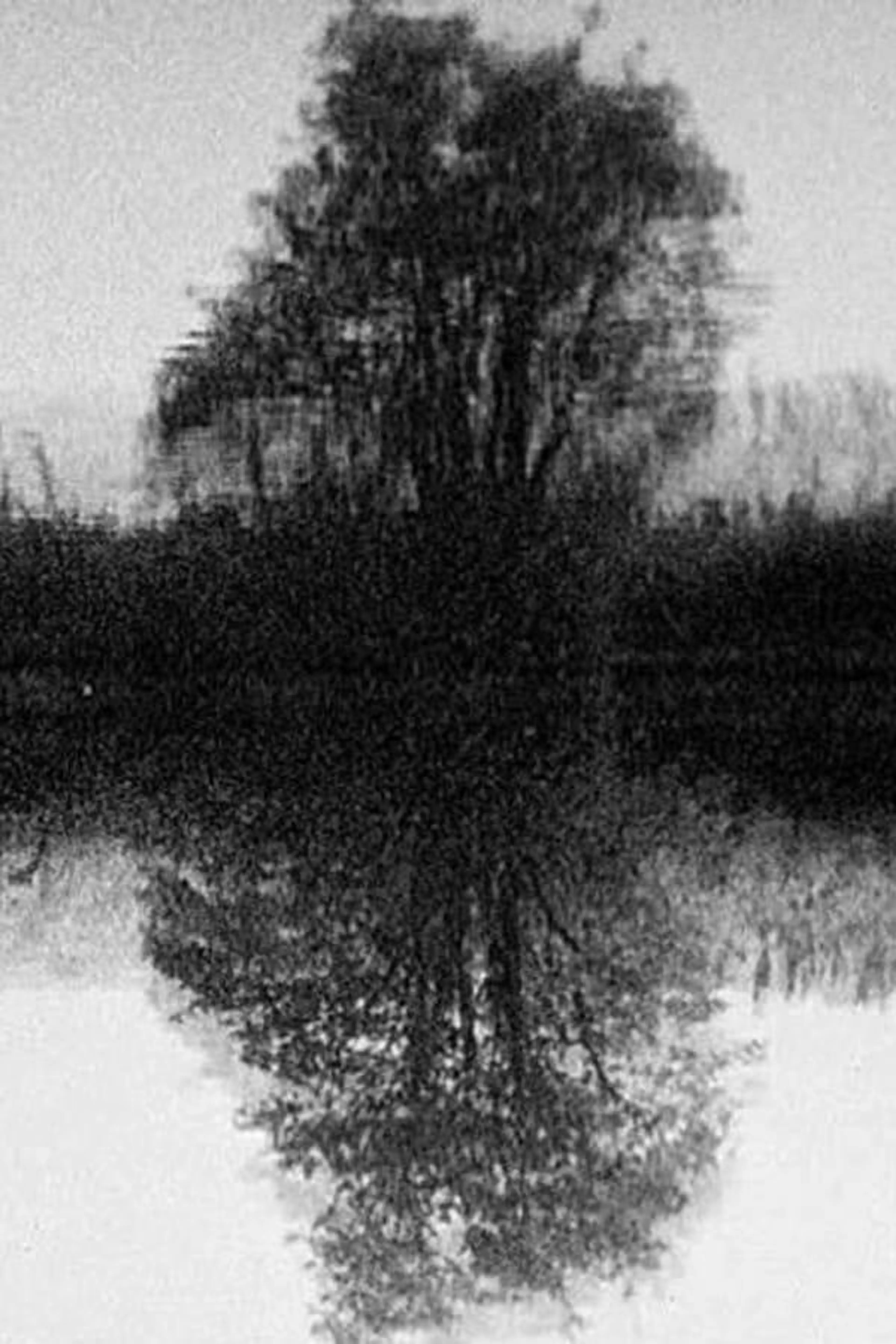 Tree Reflection