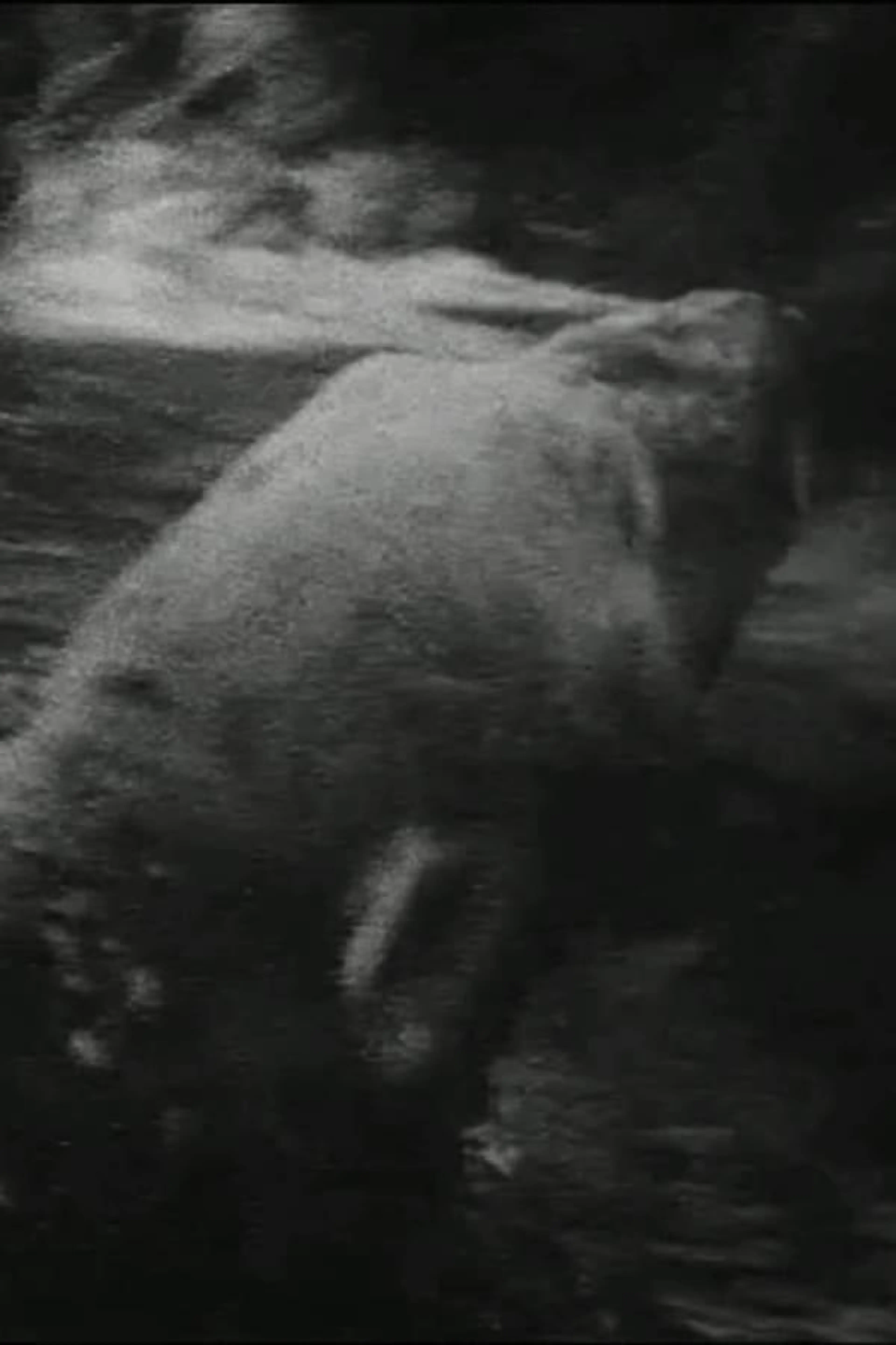 Polar Bear