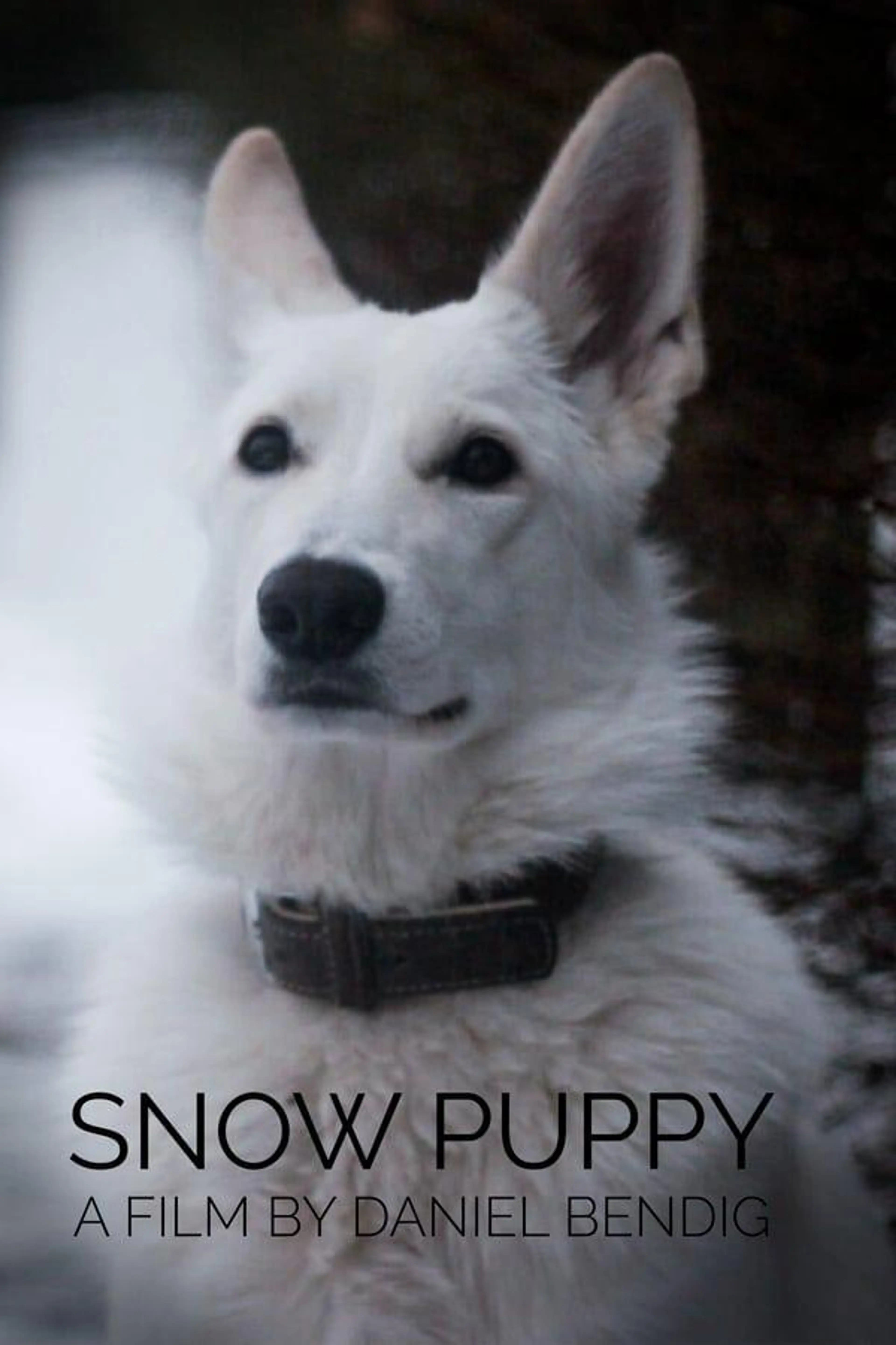 Snow Puppy