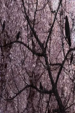Chronophobie