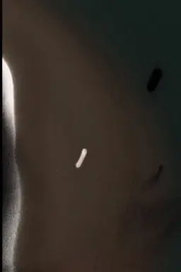 Membrana Mortis (Dead Film)