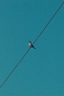 Ear on a Worm
