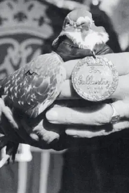 War Pigeon