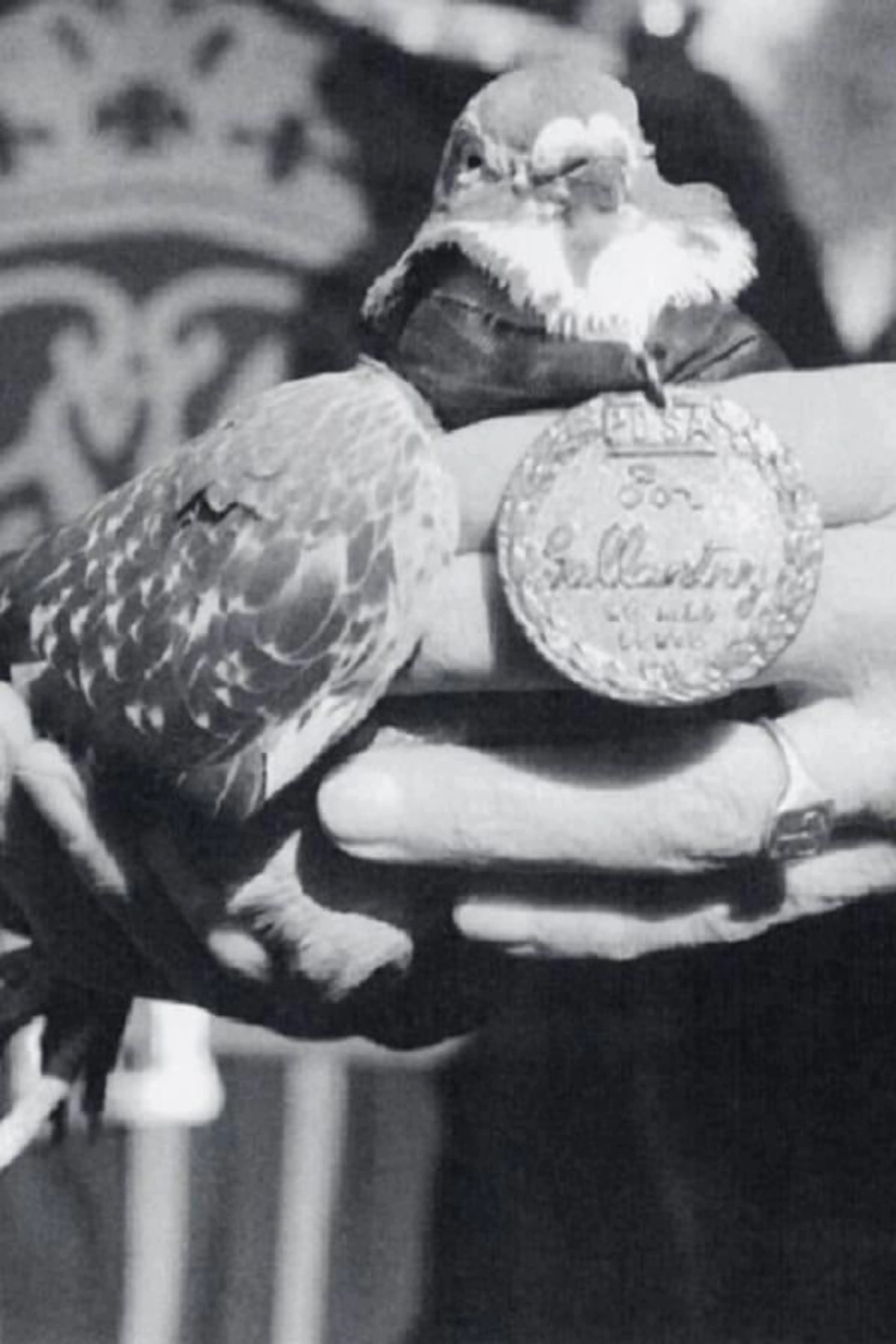 War Pigeon