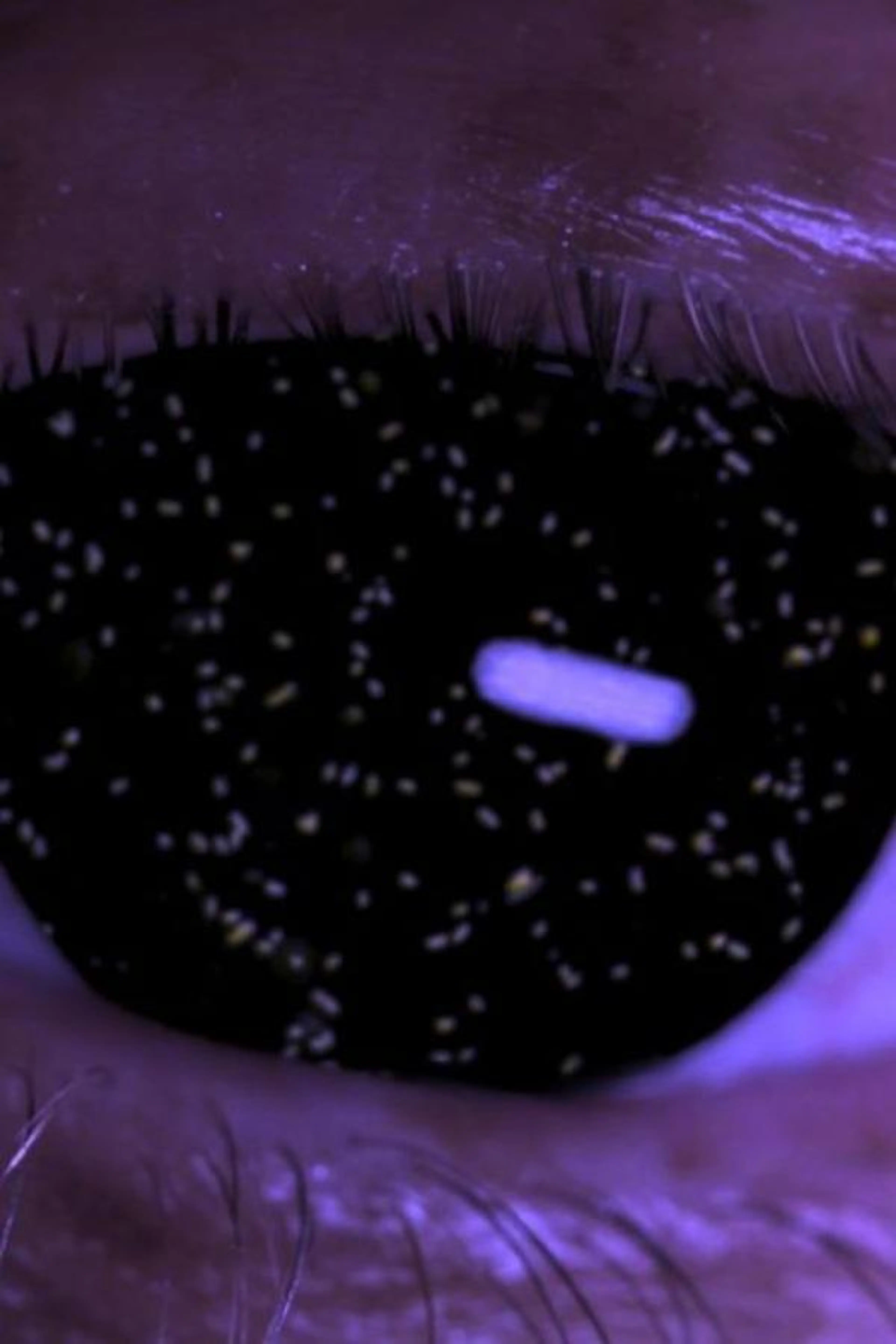Holobiont