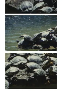 Tartarughe d’acqua