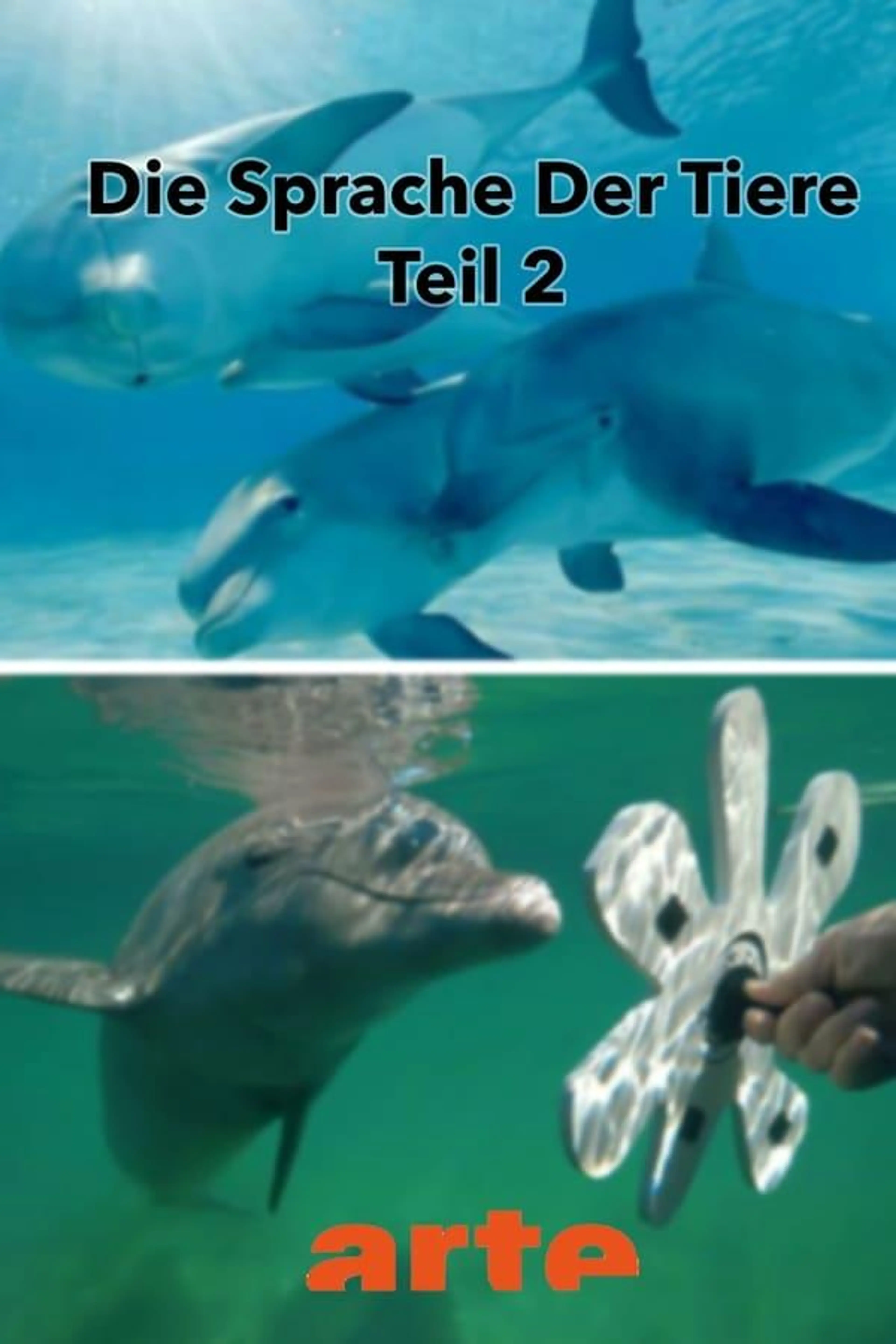 Die Eloquenz der Tiere (2/2)
